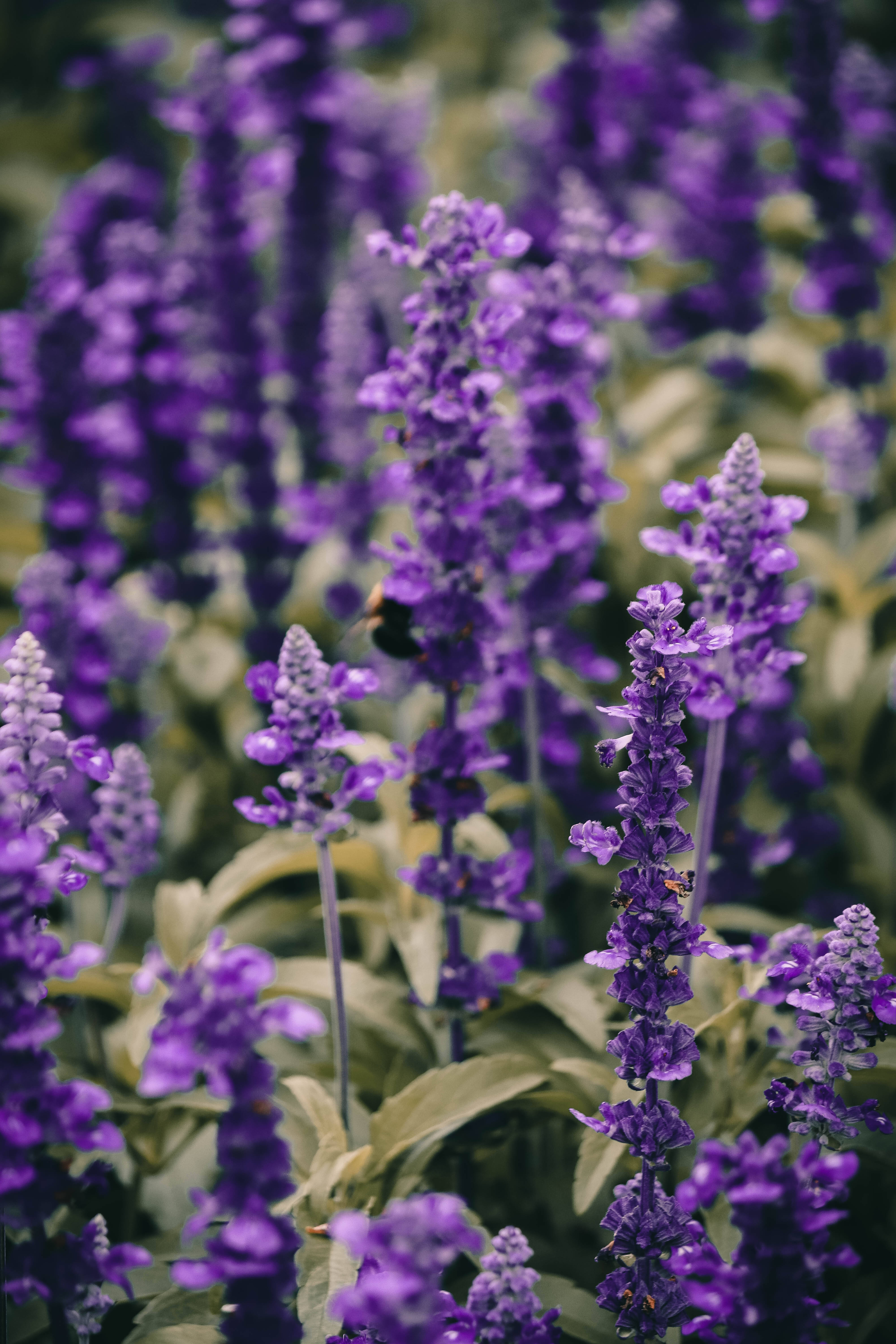 Lavender Aesthetic Maua ya Karibu Picha ya Ukuta