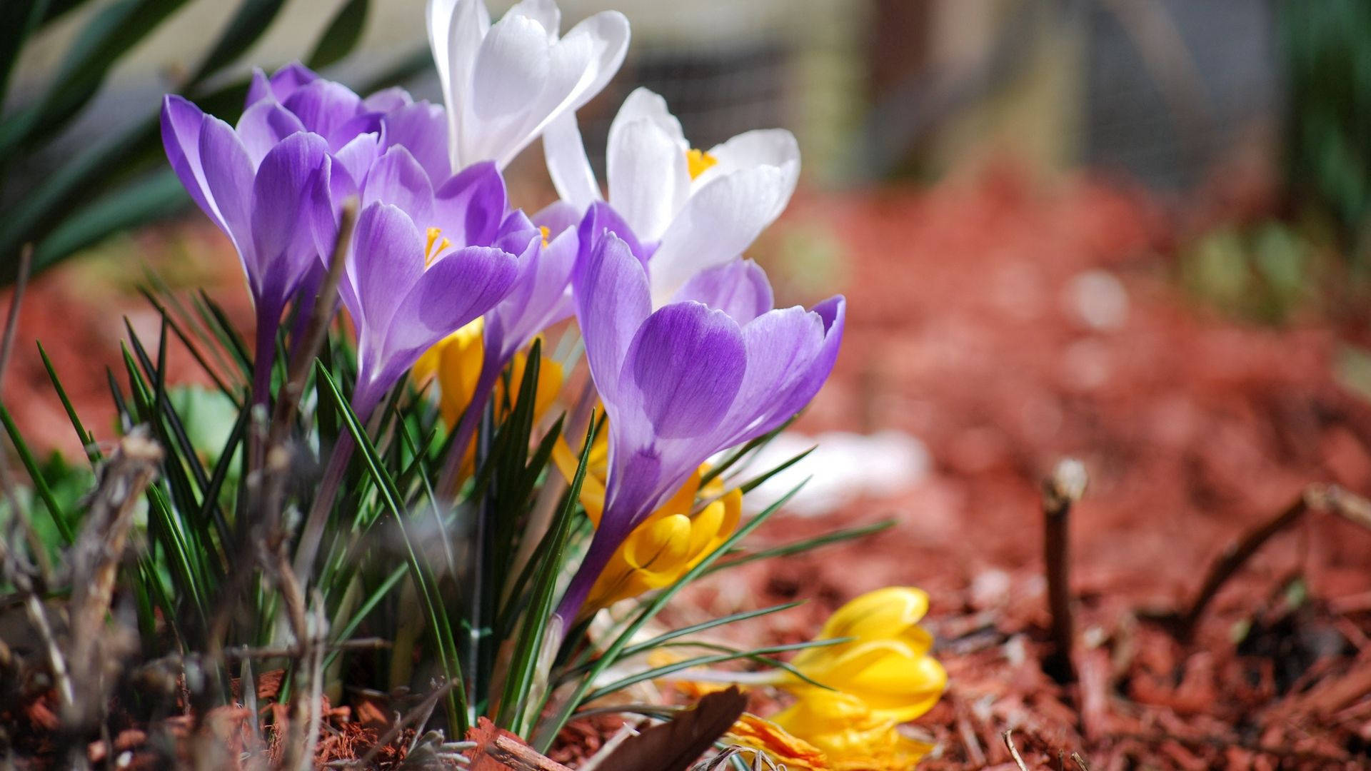 Lavender Crocuses Spring Picha ya Ukuta