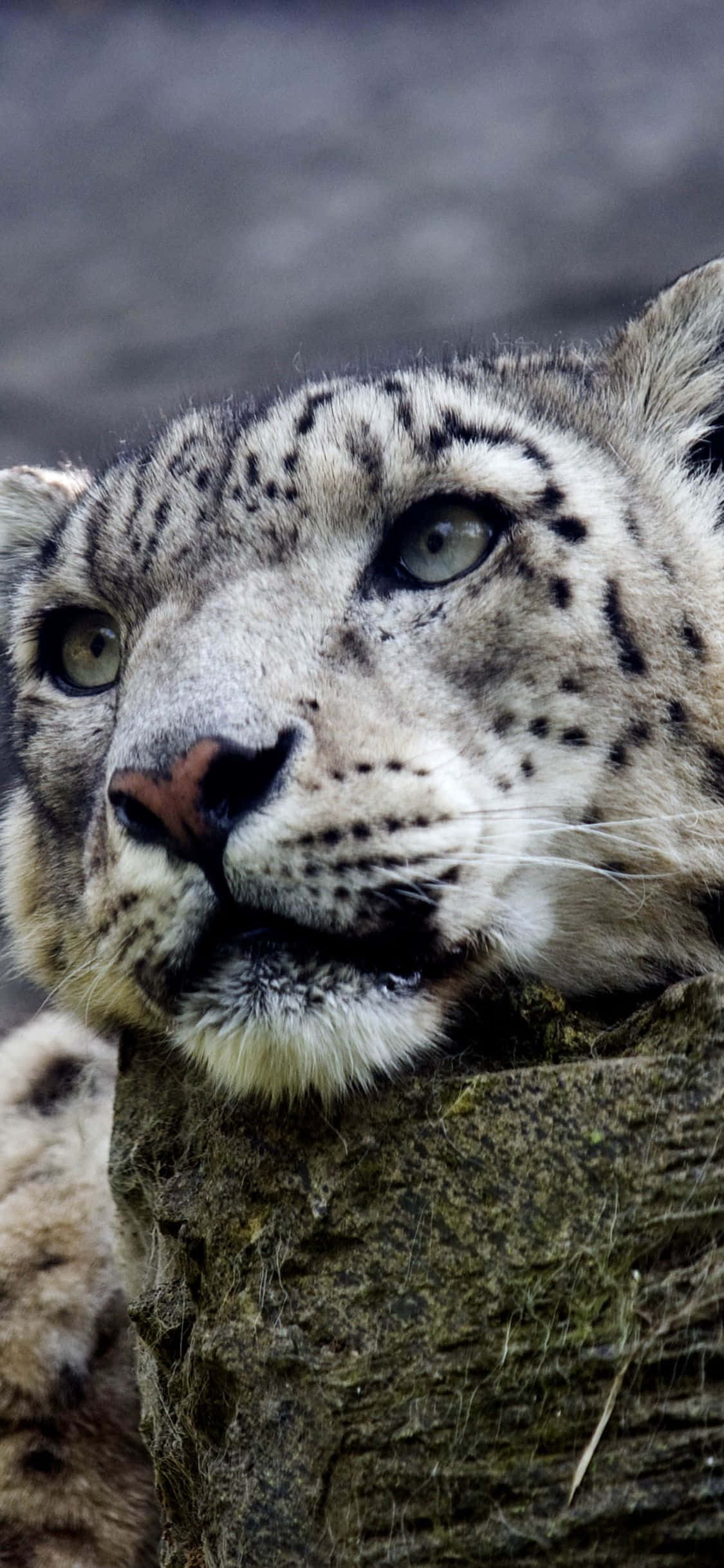 Leopard wa theluji mwenye uwezo mbele ya mandhari ya siku ya baridi. Picha ya Ukuta