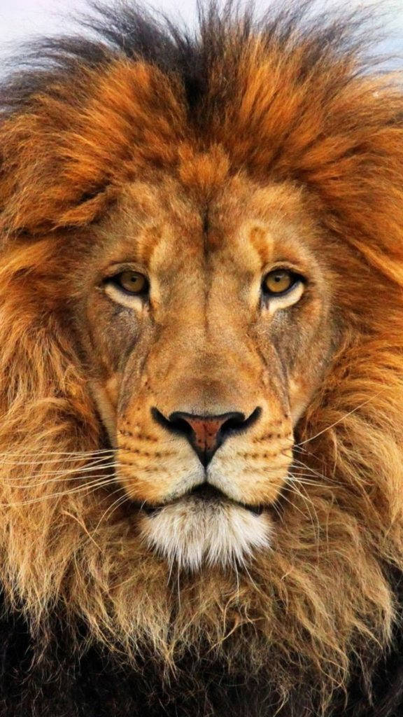 Lion iPhone 6 Picha ya Ukuta
