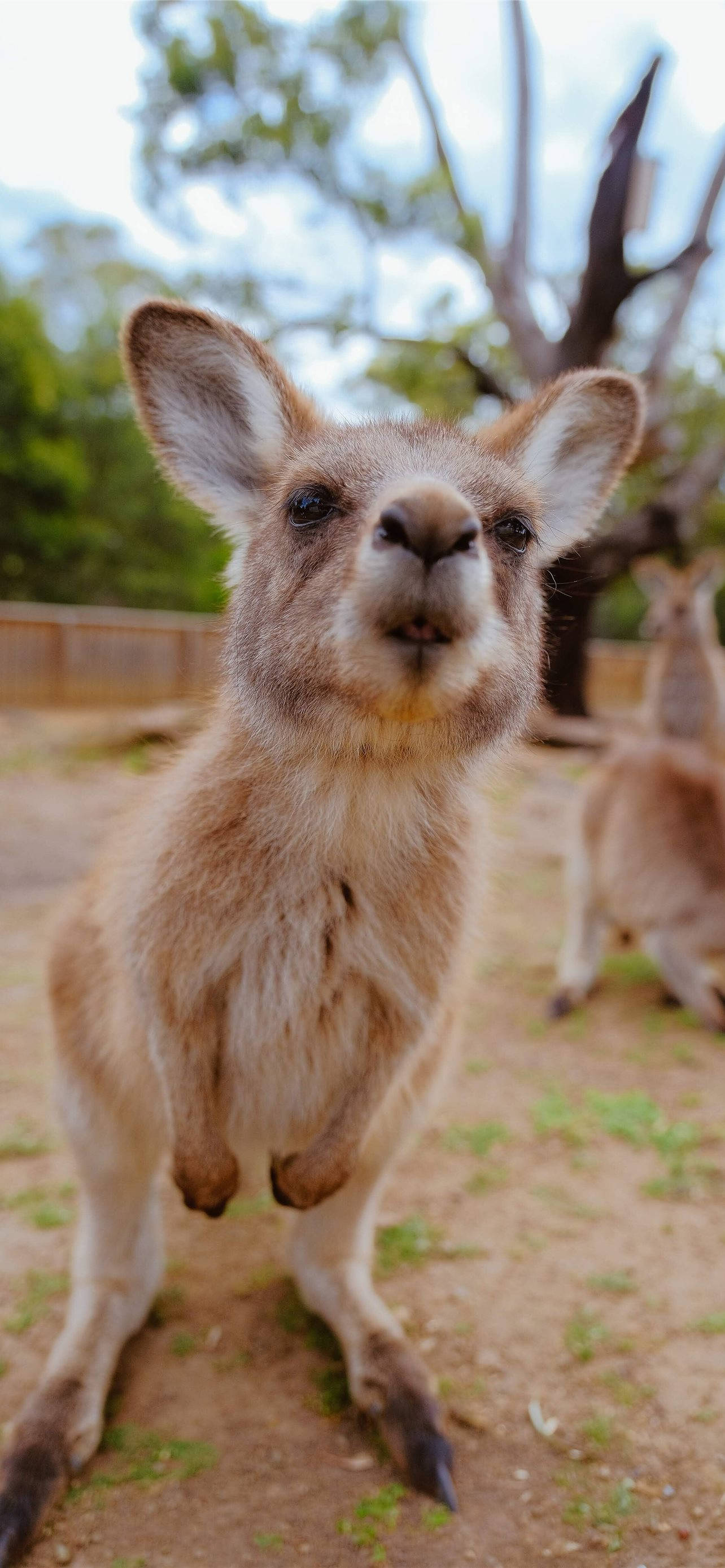 Little Joey Kangaroo Picha ya Ukuta