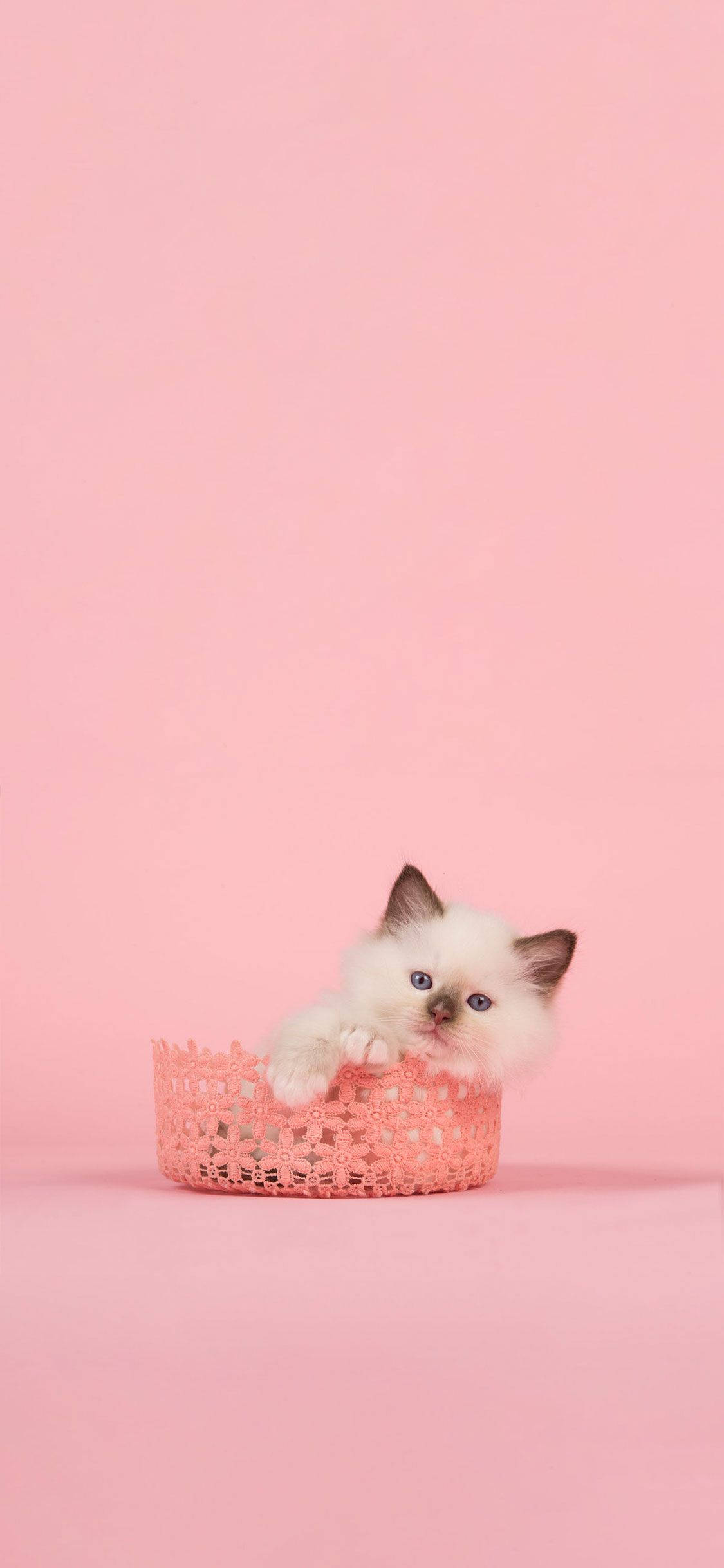 Look at this adorable pink cat! Picha ya Ukuta