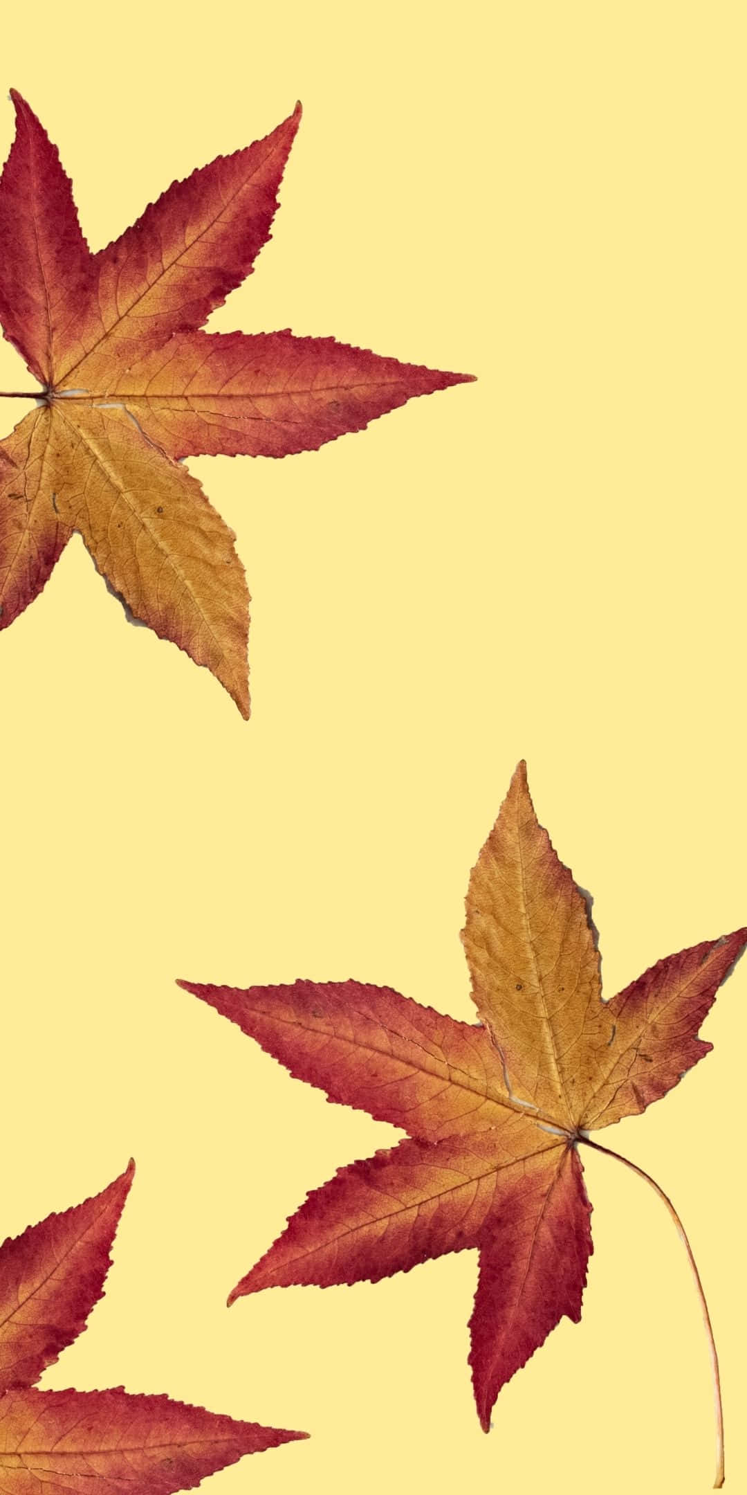 Mabango Nyekundu ya Maple Android Mandhari ya Kuwa Picha ya Ukuta