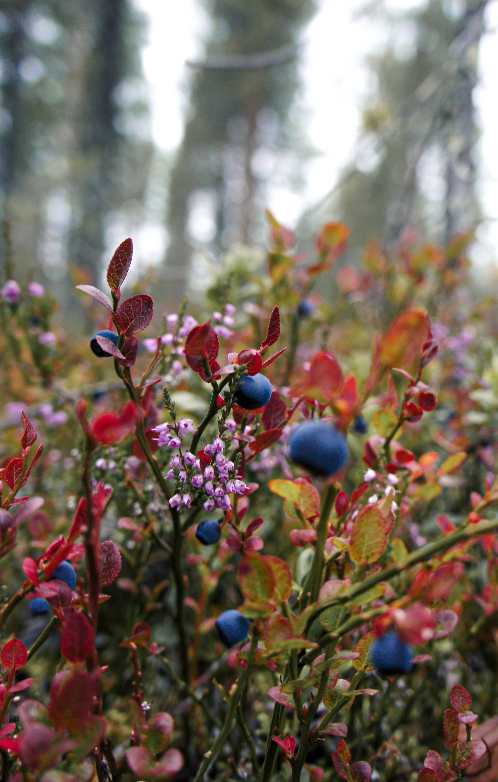 Wild Blueberries Of Finland Picha ya Ukuta