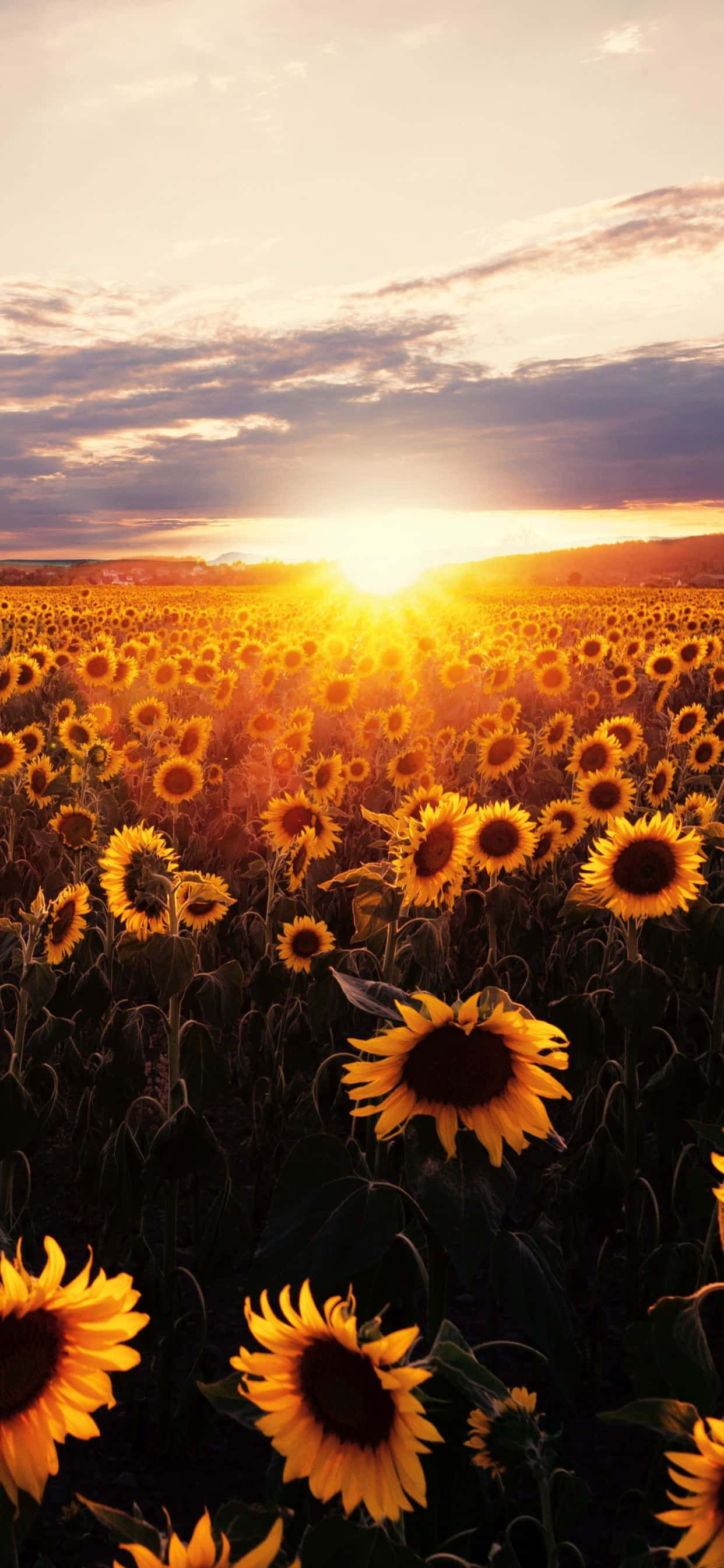 Mabua ya Sunflowers yenye Rangi Picha ya Ukuta