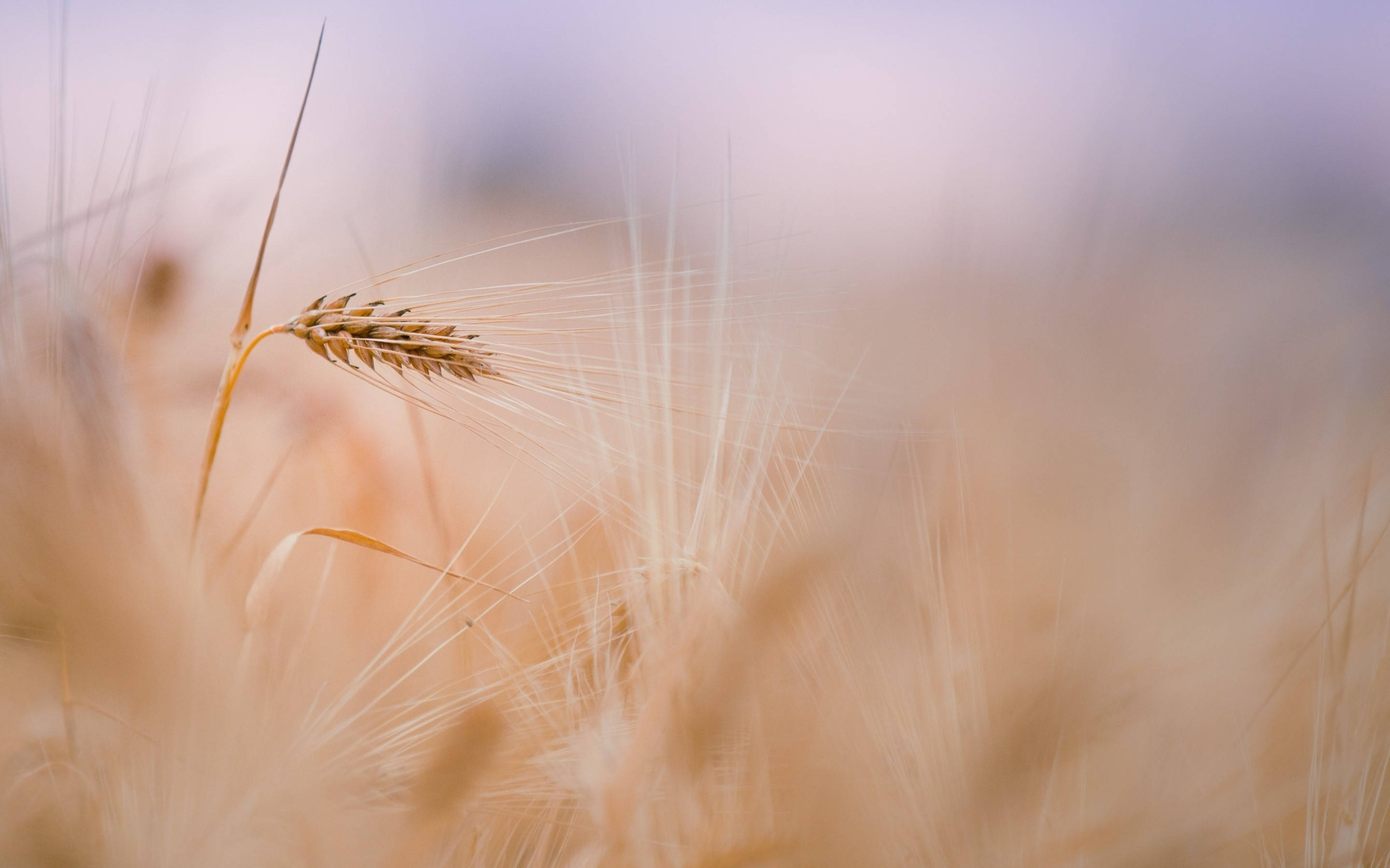 MacBook Air Wheat Picha ya Ukuta
