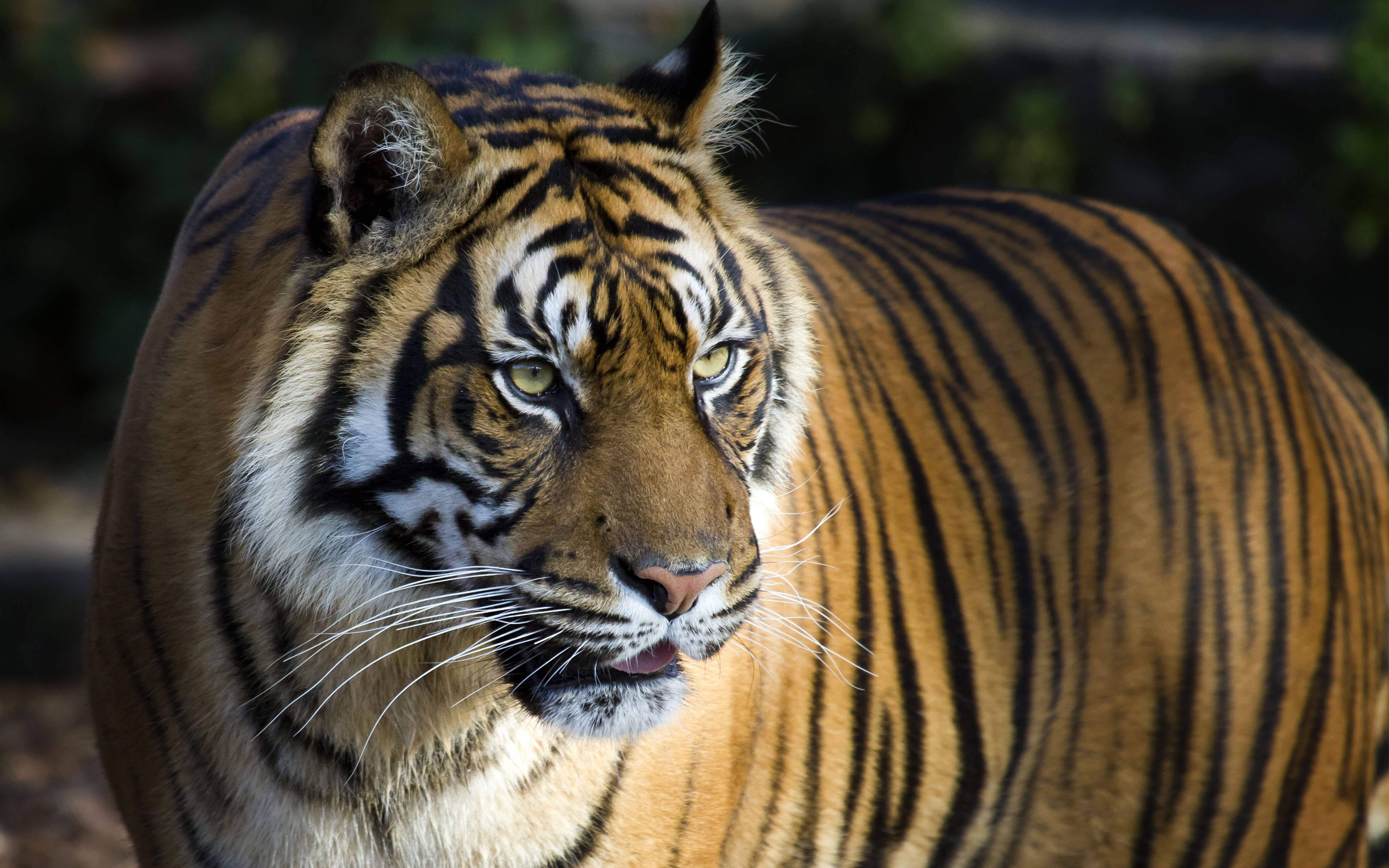 Macho Makali ya Tiger 8K UHD Picha ya Ukuta