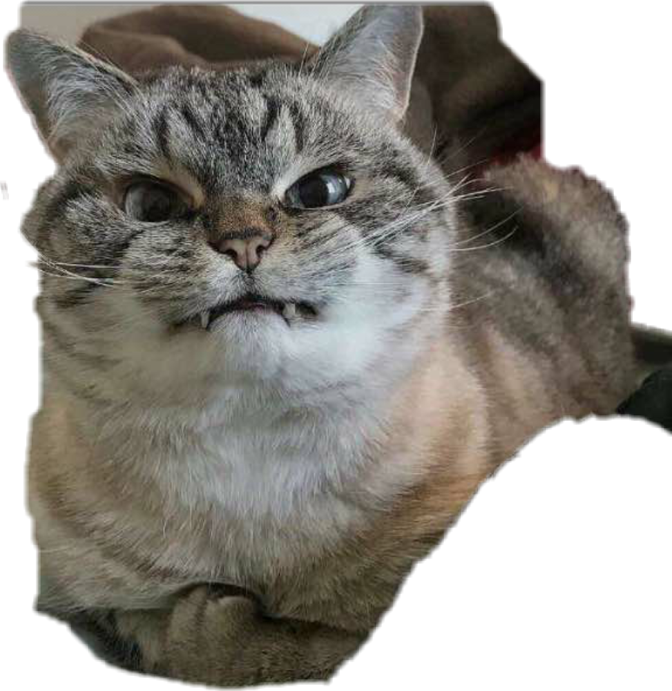 Macho wa Tabby Mwenye Mwoneko wa Kicheko Picha ya Ukuta