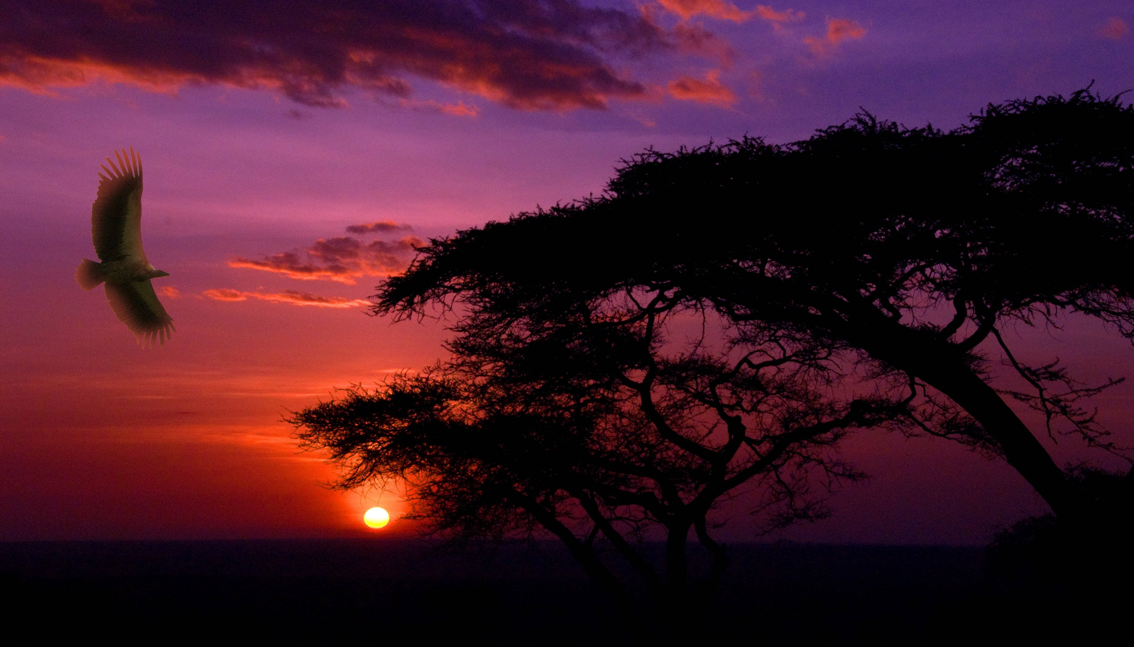 Macho ya Jua Mazuri Hifadhi ya Taifa ya Serengeti Picha ya Ukuta