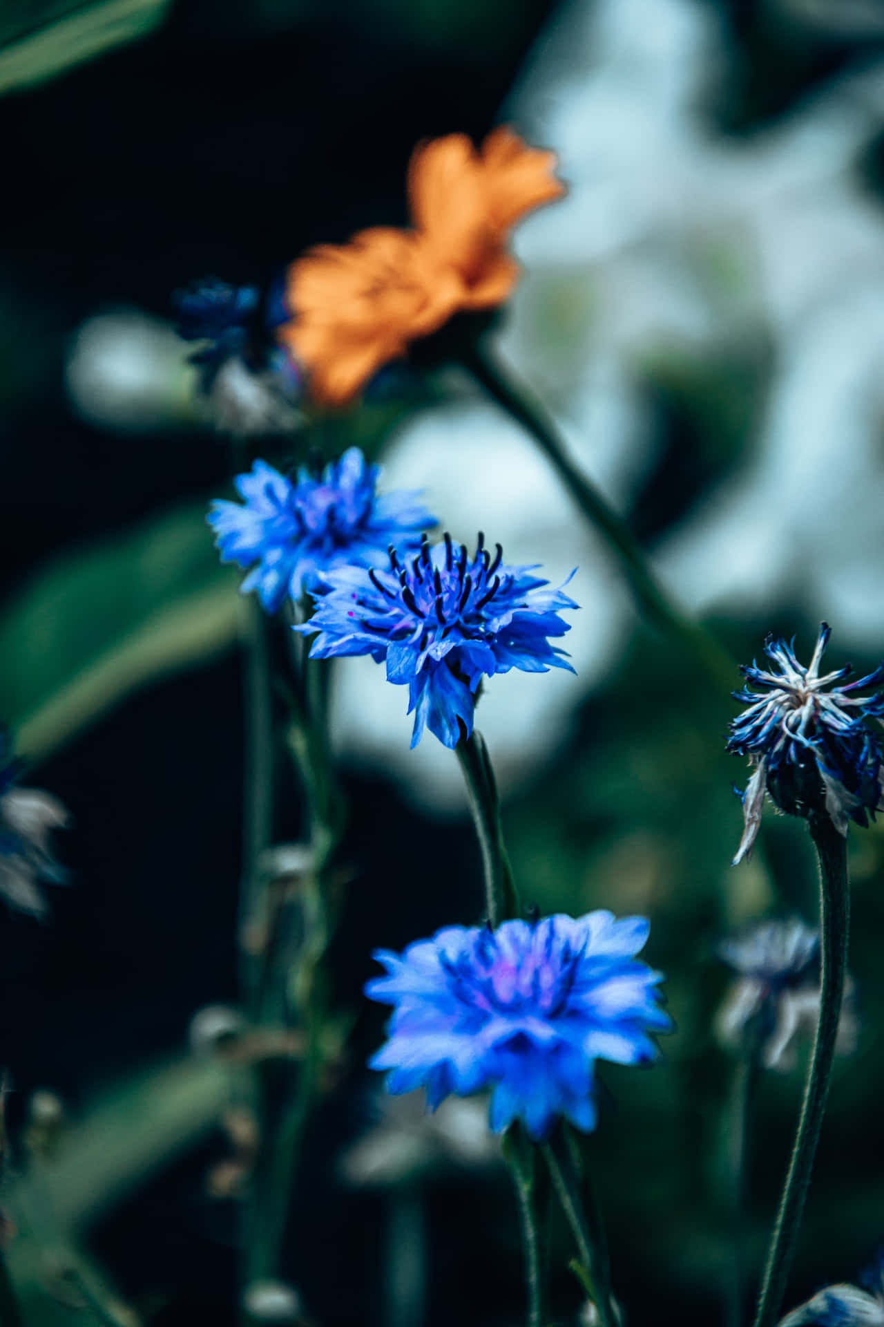 Mafuriko ya Bluu ya Cornflowers kwa Simu Picha ya Ukuta
