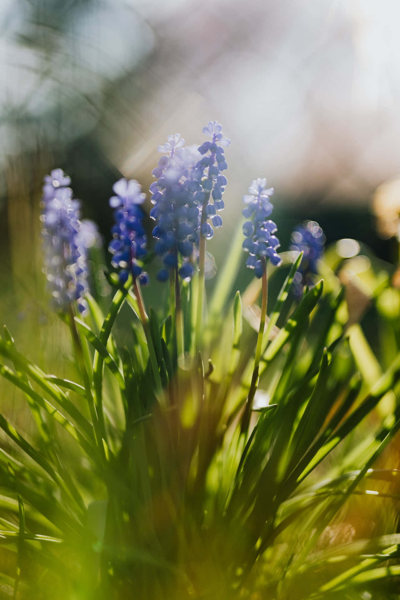Mafuriko ya Bluu ya Muscari kwa Simu Picha ya Ukuta
