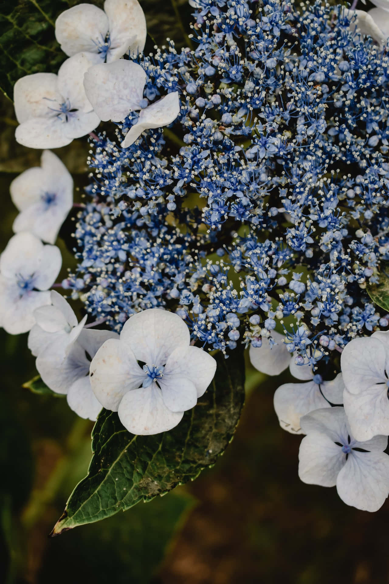 Mafuriko ya Bluu ya Hydrangea Serrata kwa Simu Picha ya Ukuta
