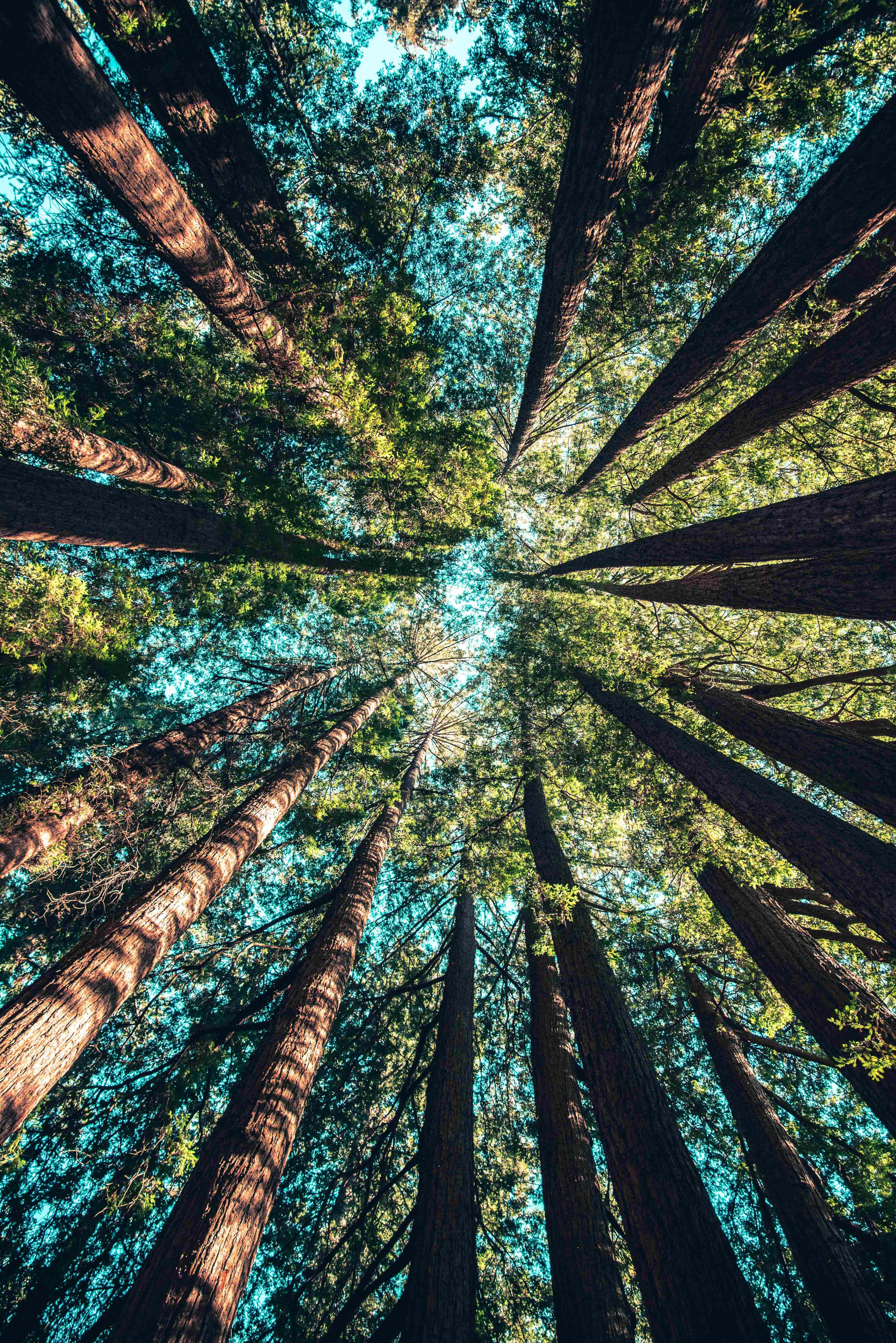 Magnificent Redwood Forest iPhone Background Picha ya Ukuta
