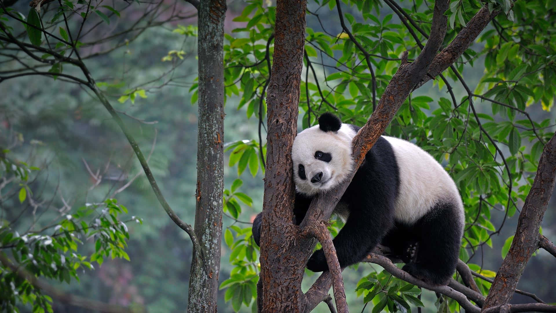 Majani ya Mti na Panda Kubwa Picha ya Ukuta
