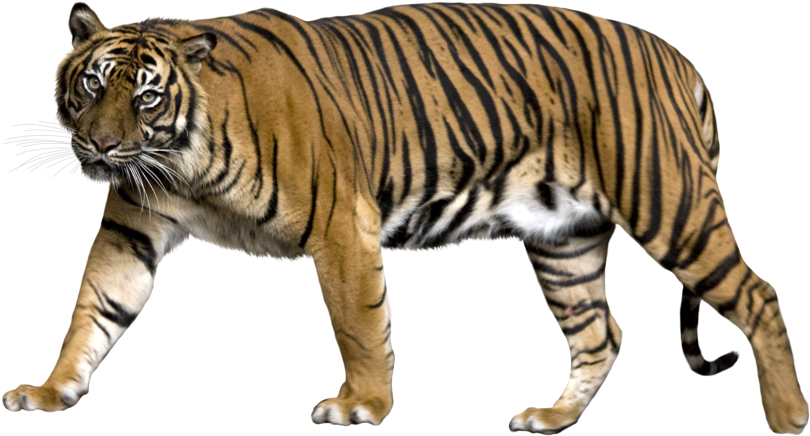 Majesitiki Tiger Anayetembea Picha ya Ukuta