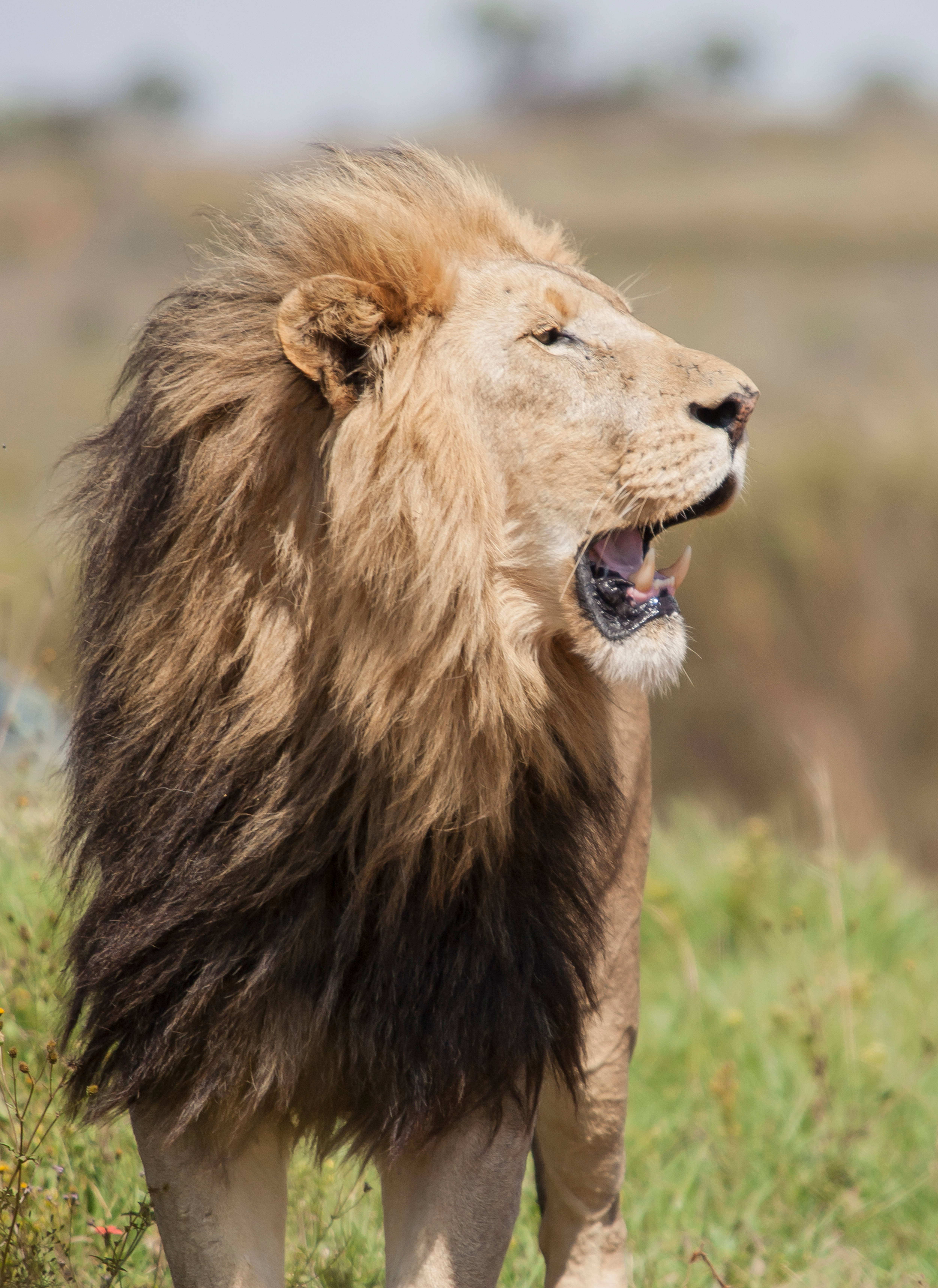 Majestic African Lion at Sunset Picha ya Ukuta