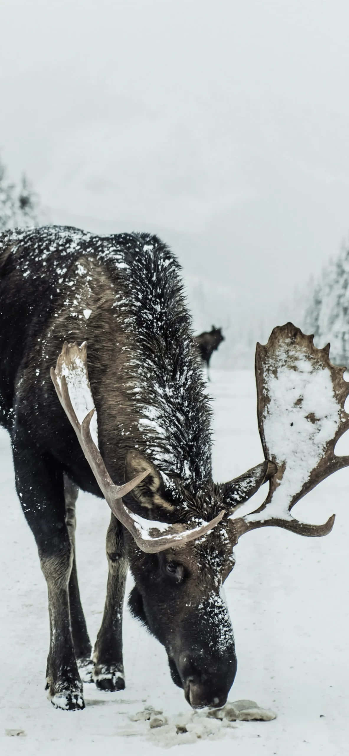 Majestic Reindeer Grazing in a Winter Landscape Picha ya Ukuta