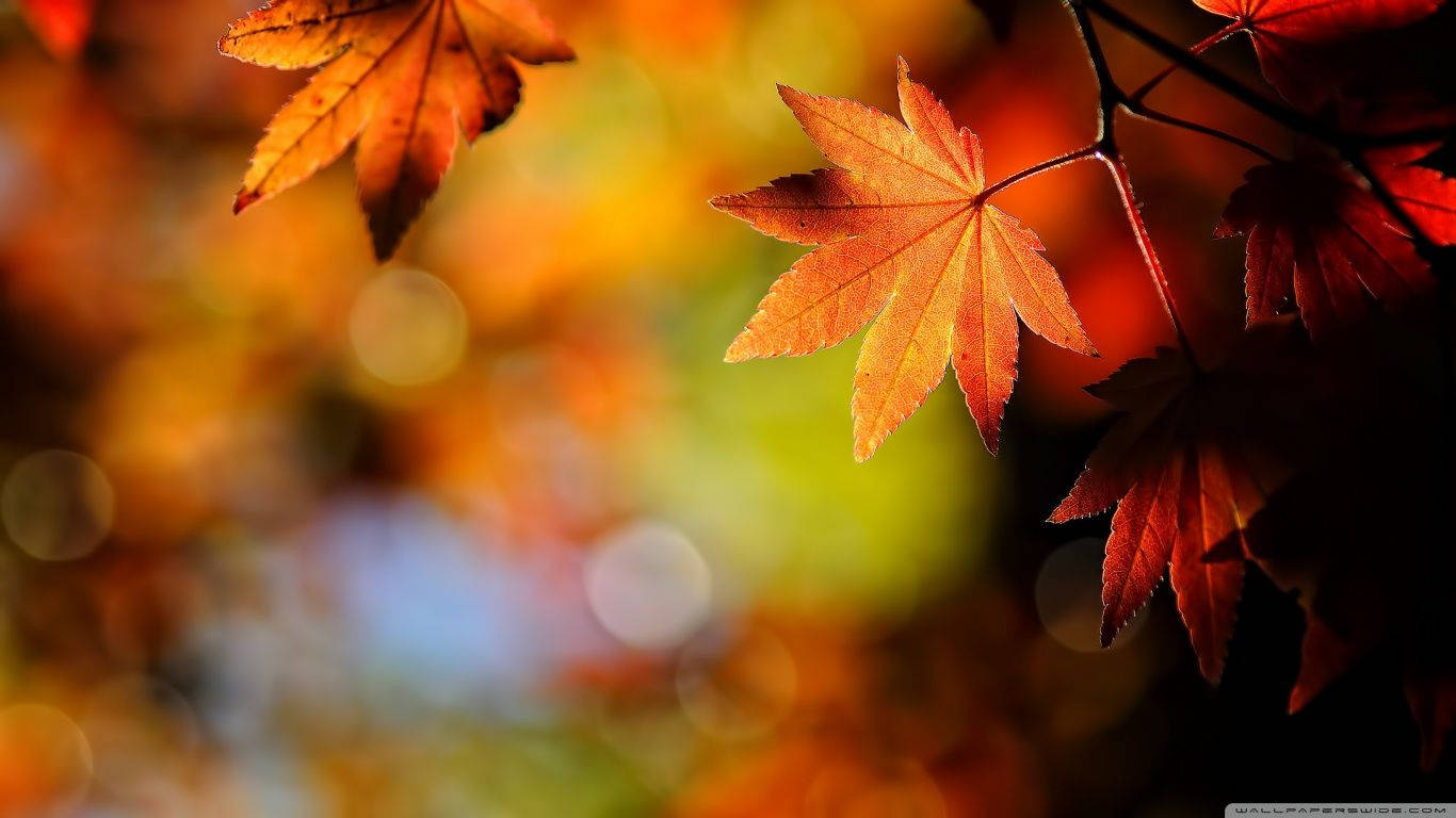 Maji ya Sugar Maple ya Rangi katika Autumn Picha ya Ukuta