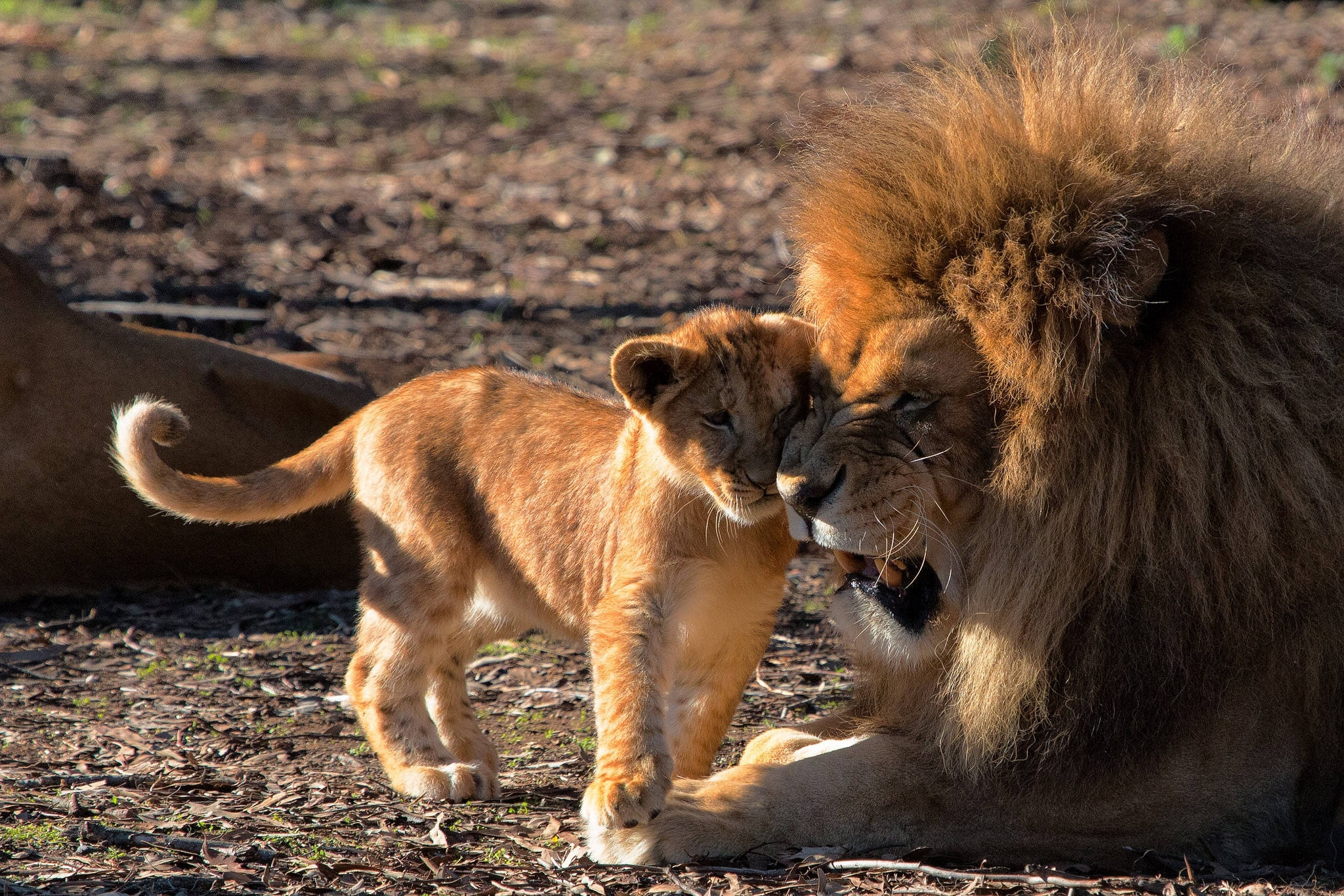 Mama simba na mtoto wake wanakumbatiana kwa upendo. Picha ya Ukuta