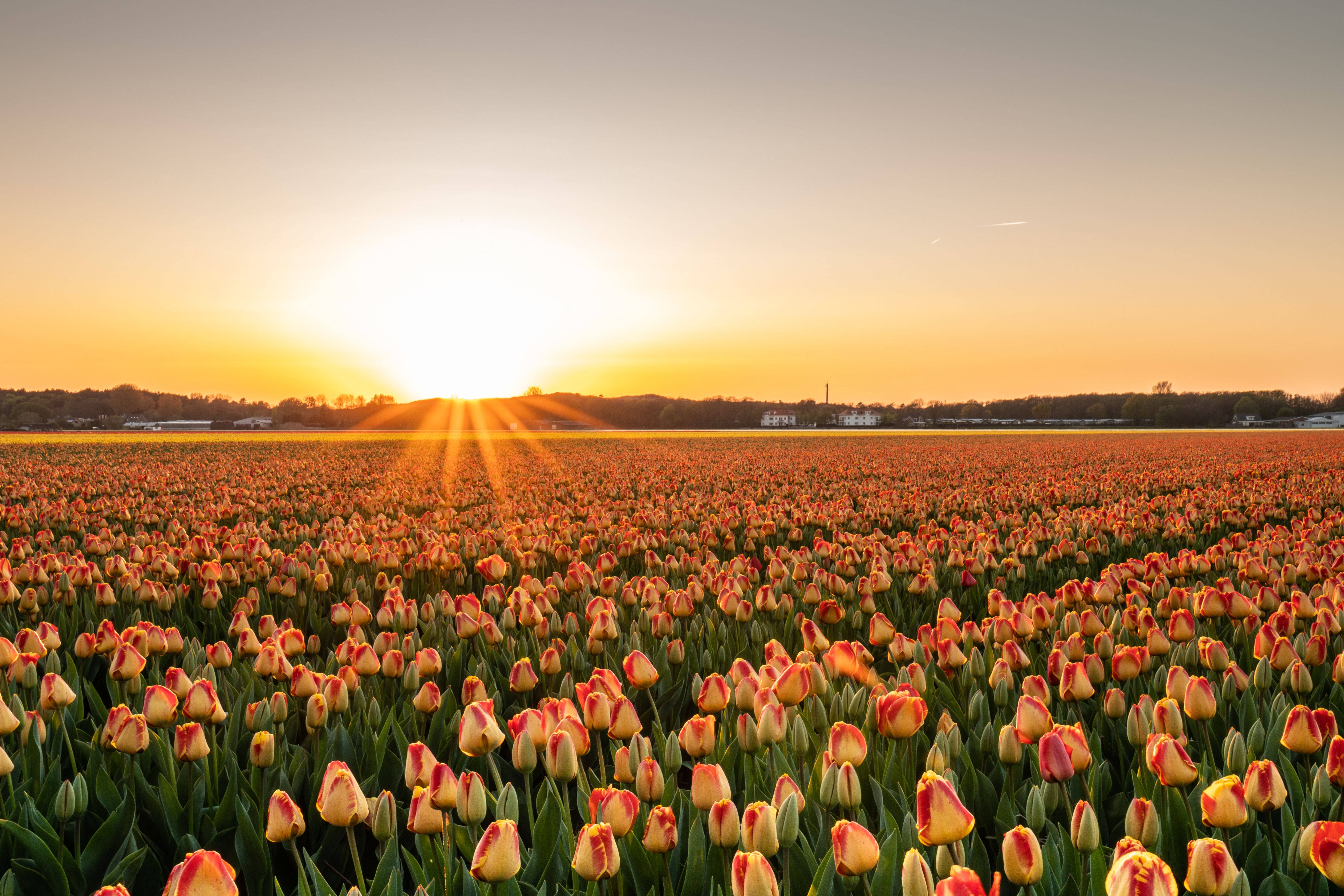 Mandhari ya 4K ya Bustani ya Tulip Jioni Picha ya Ukuta