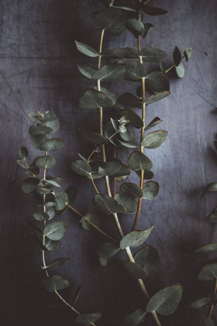Mandhari ya Giza ya Eucalyptus Picha ya Ukuta
