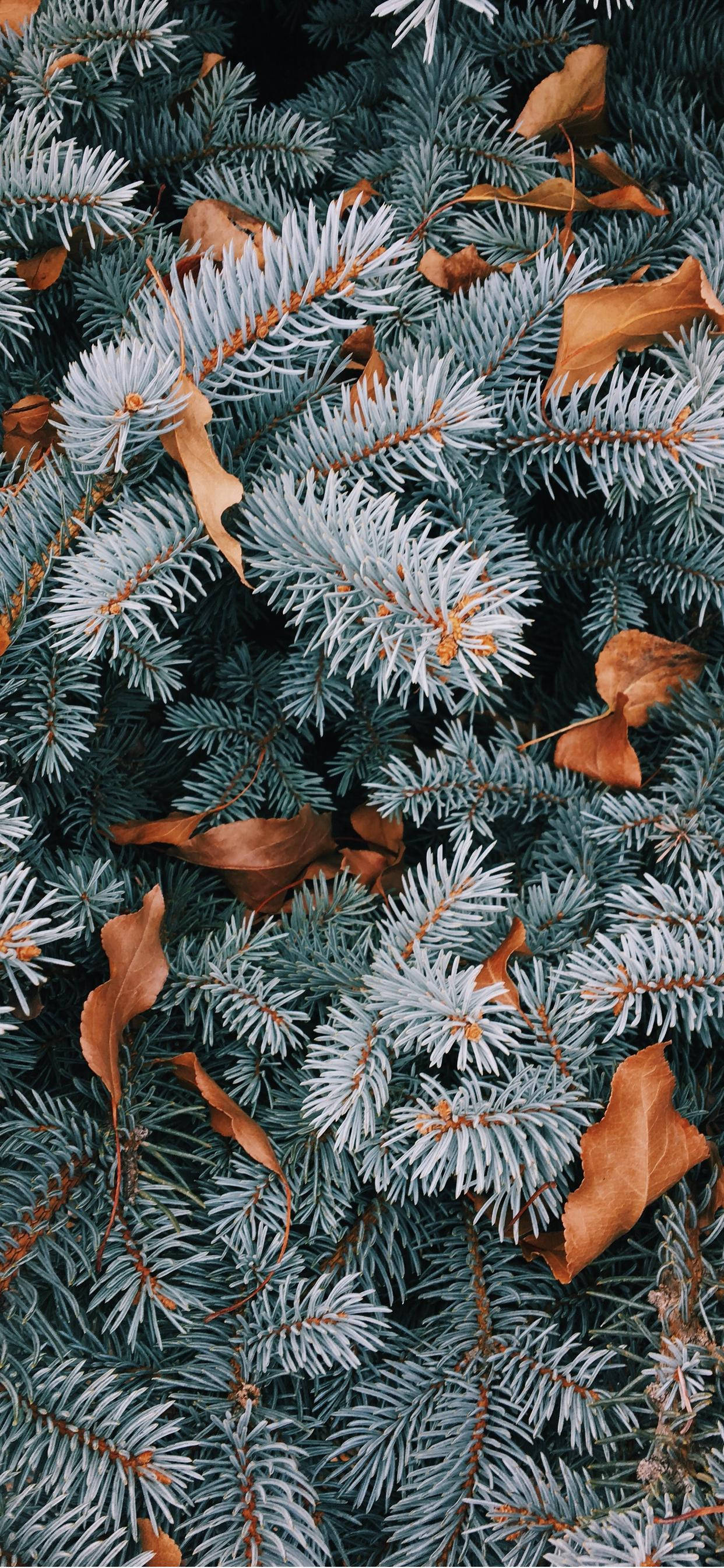 Mandhari ya Krismasi ya iPhone Picha ya Ukuta