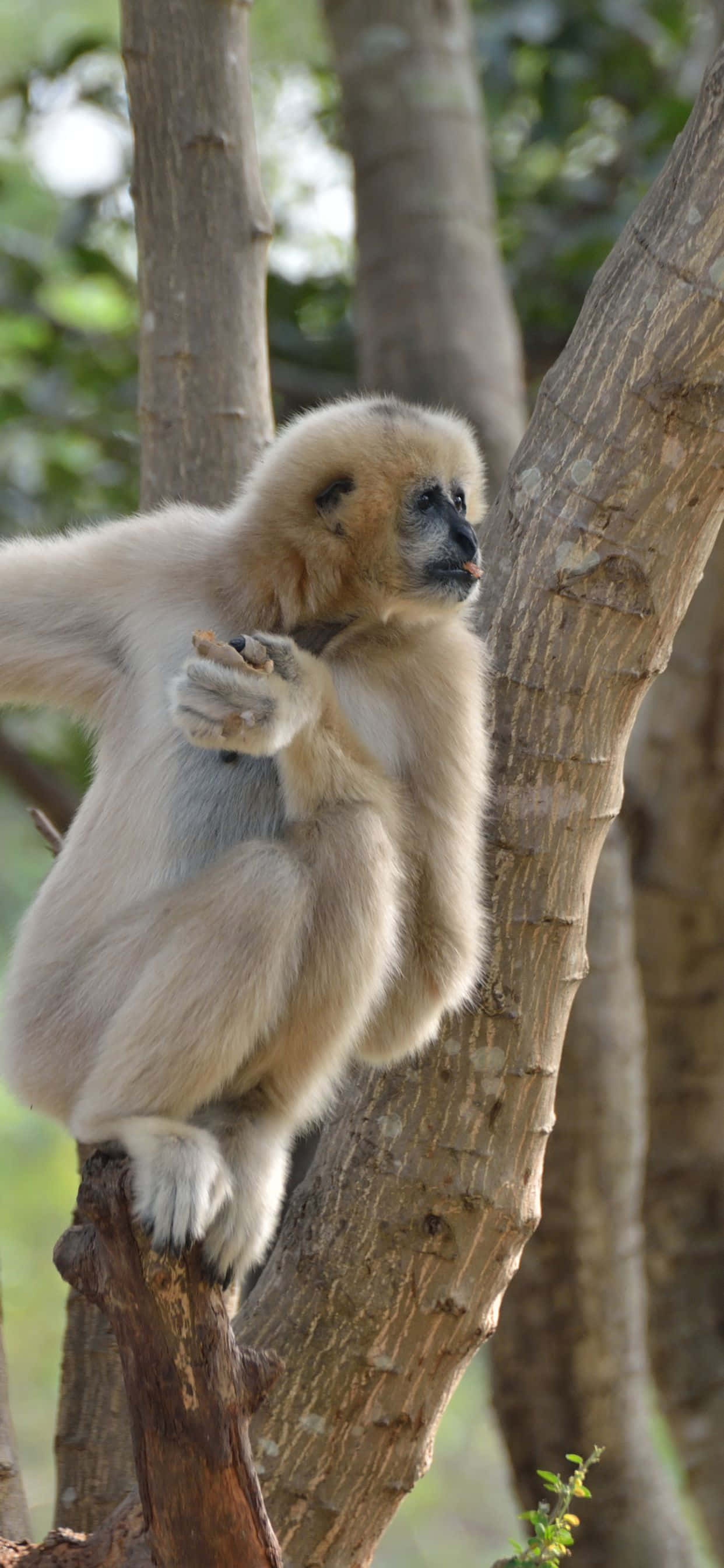 Mandhari ya kupendeza ya iPhone Xs Max na Gibbon Picha ya Ukuta