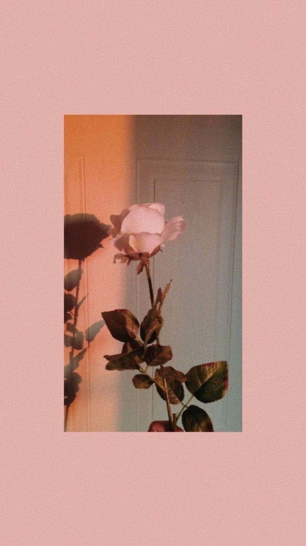 Mandhari ya Kuvutia ya Rose Gold Aesthetic Picha ya Ukuta