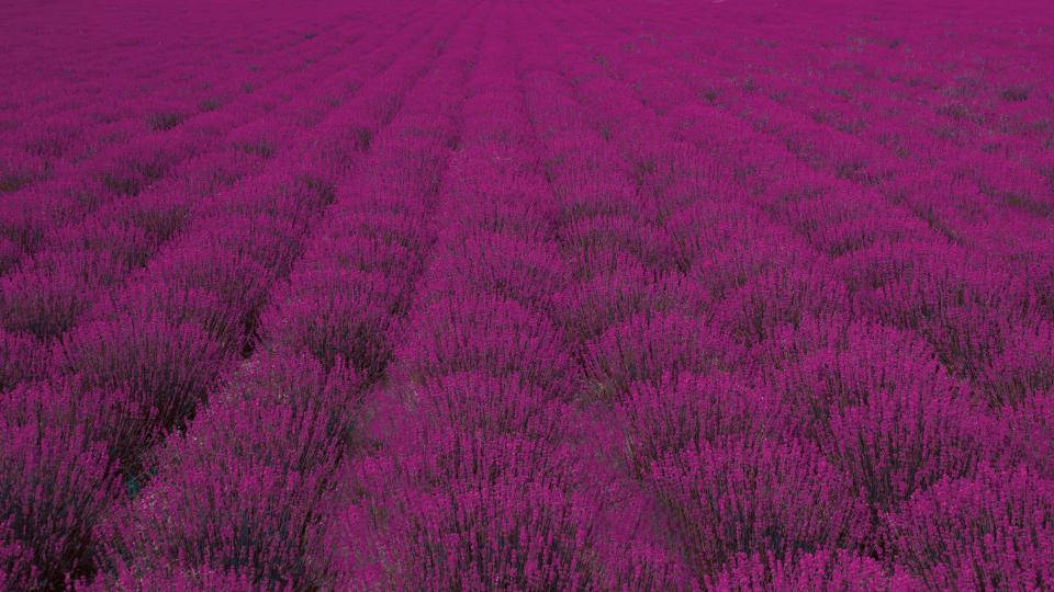 Mandhari ya Lavender ya Uwanja Mpana wa Vichaka Picha ya Ukuta