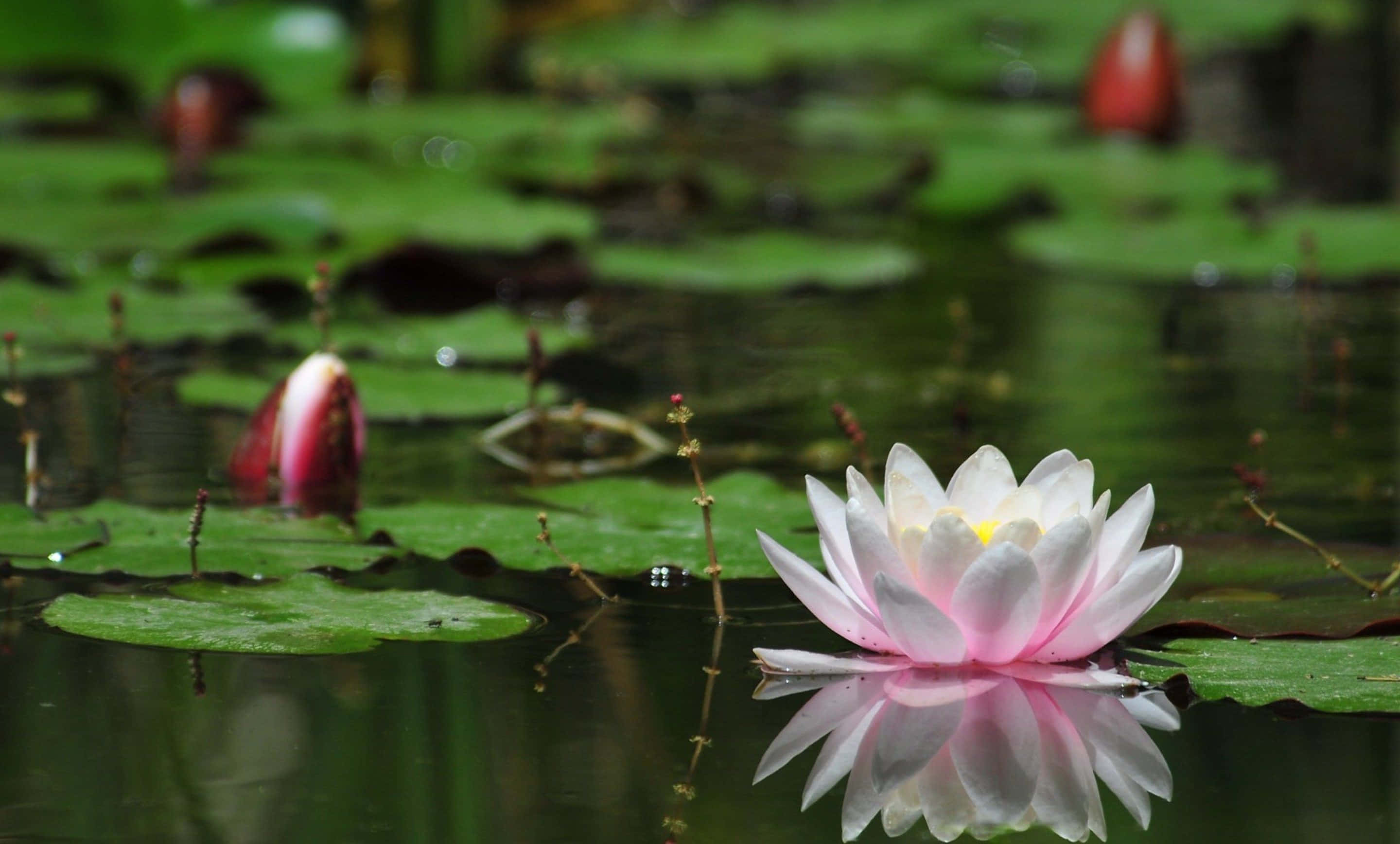 Mandhari ya Maua ya Lotus Yanayochipuka Picha ya Ukuta