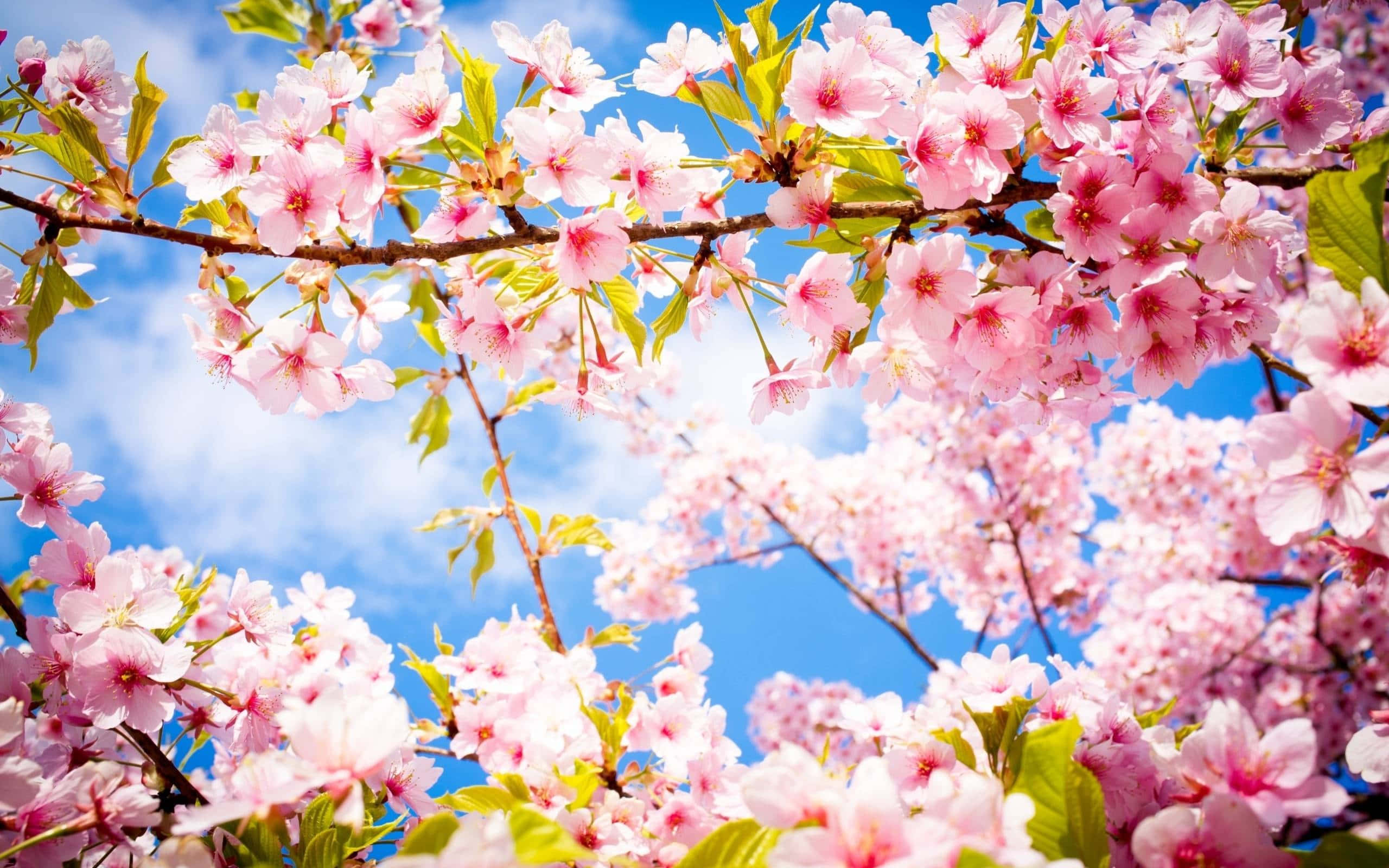 Mandhari ya Maua ya Chemchemi ya Cherry Blossom Picha ya Ukuta
