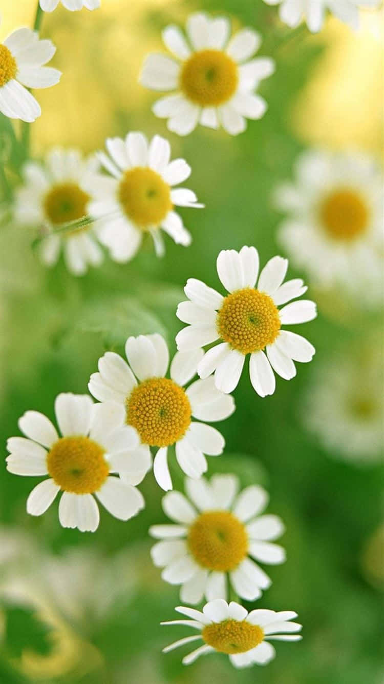 Mandhari ya Miti ya Daisies Ndogo Picha ya Ukuta