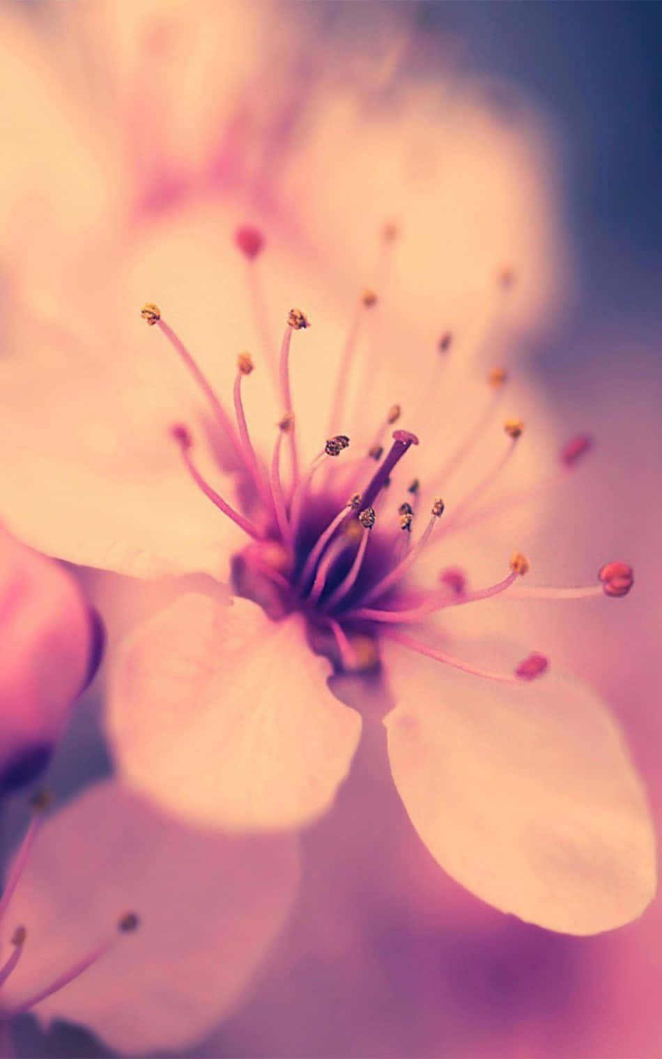 Mandhari ya Miti ya Sakura Picha ya Ukuta