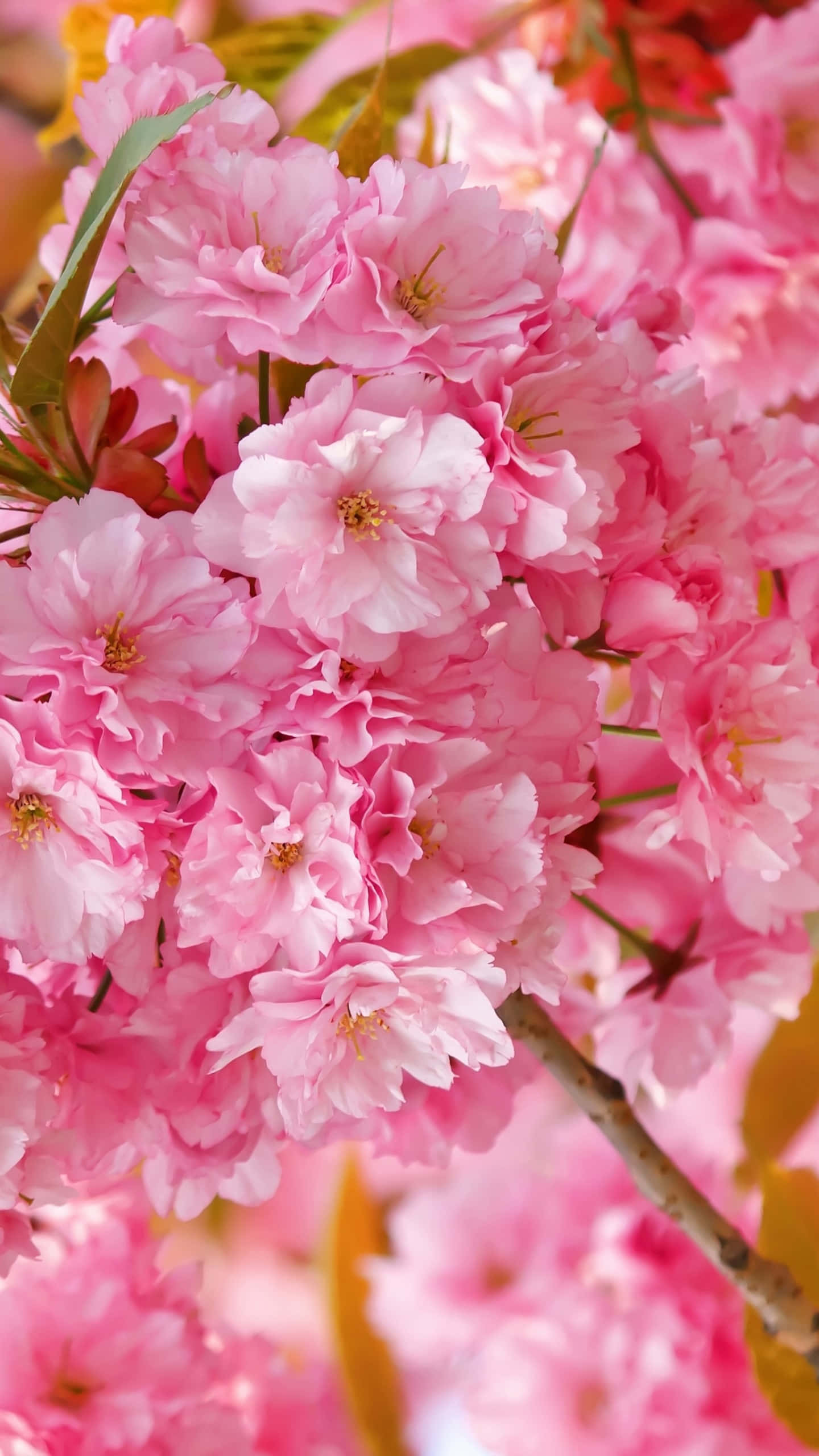 Mandhari ya Miti ya Sakura Picha ya Ukuta