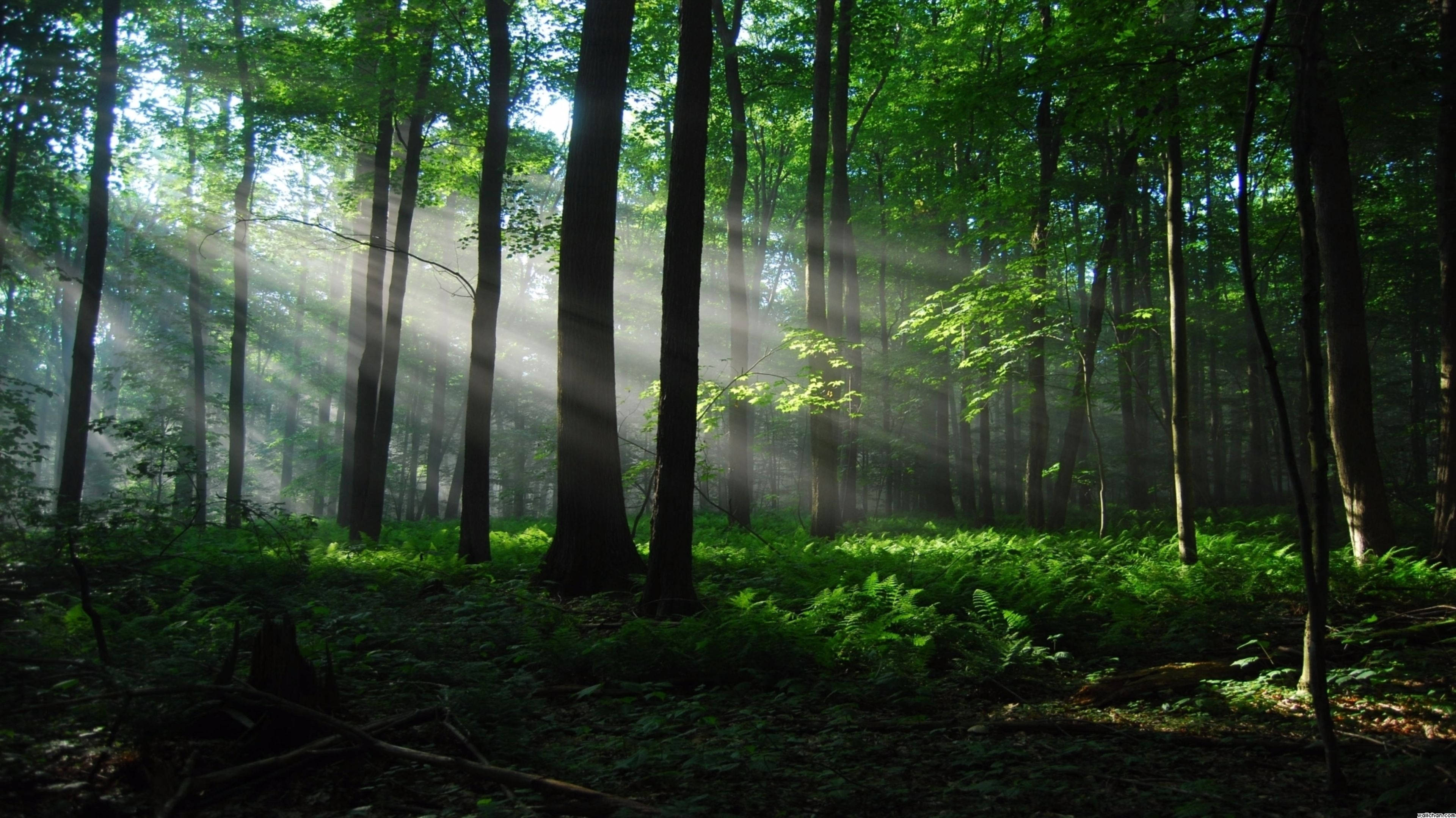 Mandhari ya Msitu wenye Jua Picha ya Ukuta