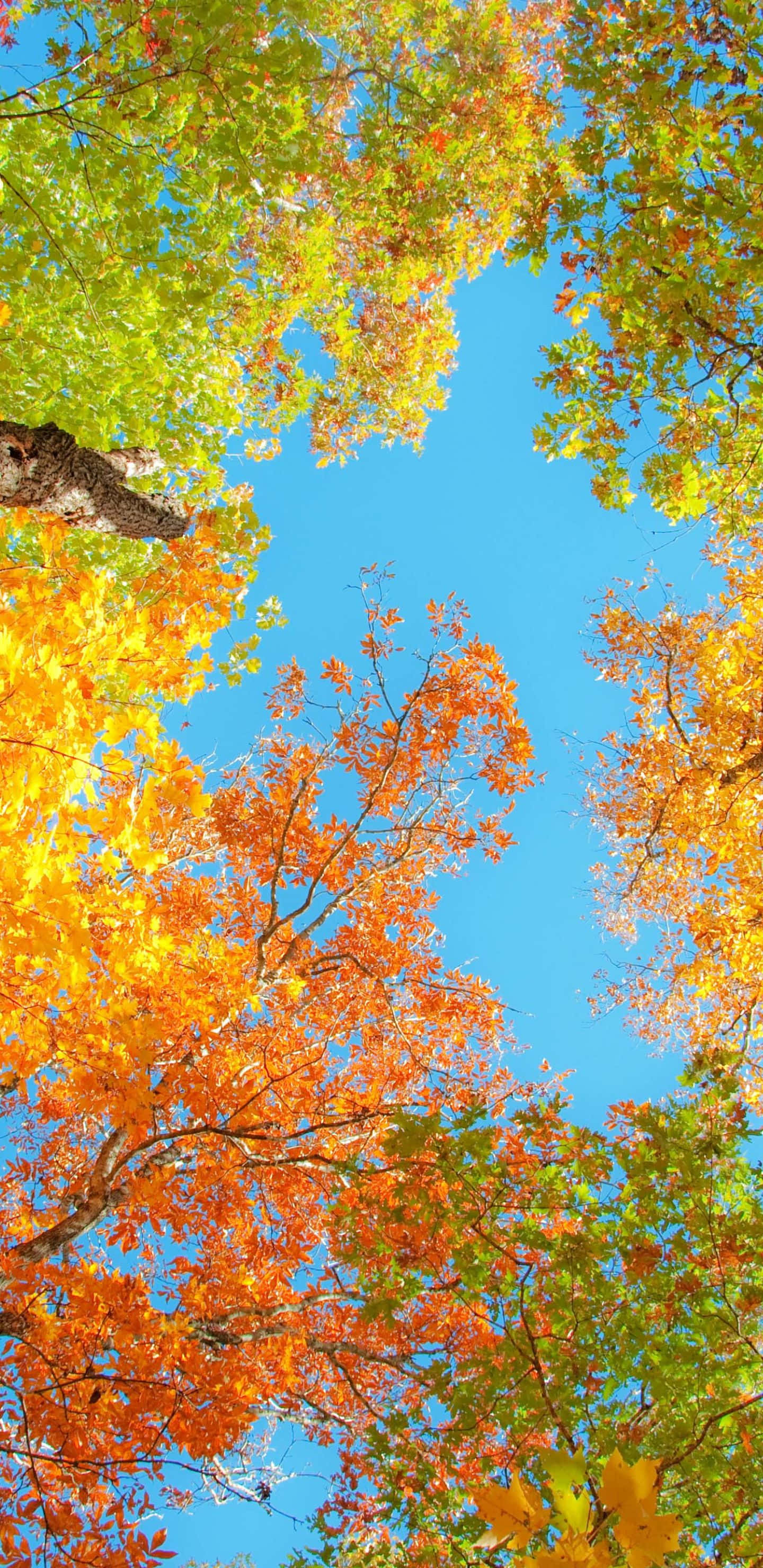Mandhari ya Mti wa Autumn kutoka Chini kwa Pixel 3XL Picha ya Ukuta