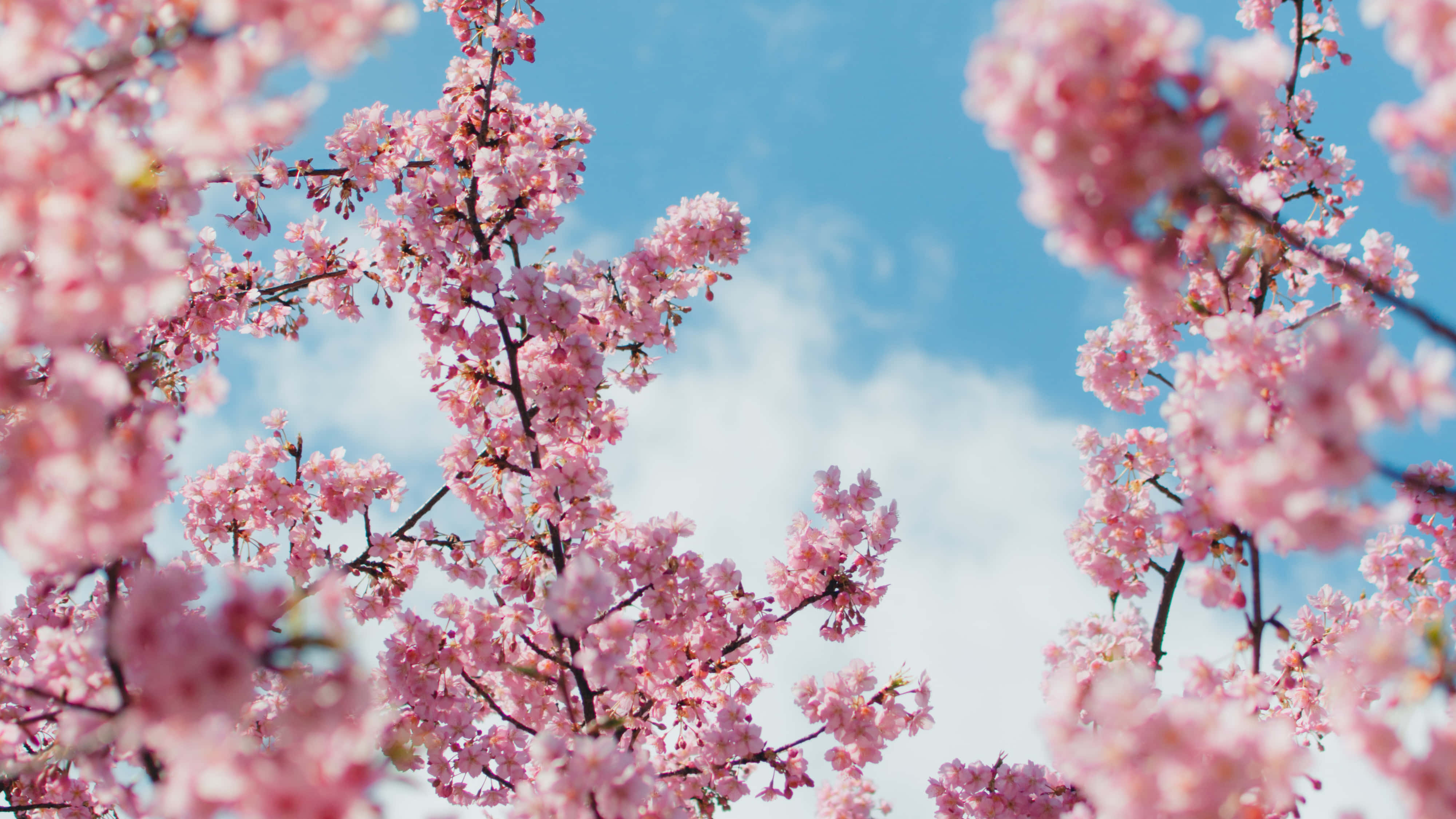 Mandhari ya Mti wa Sakura Picha ya Ukuta