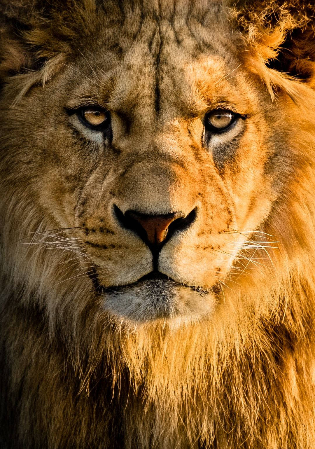 Mandhari ya Simba ya 3D Picha ya Ukuta