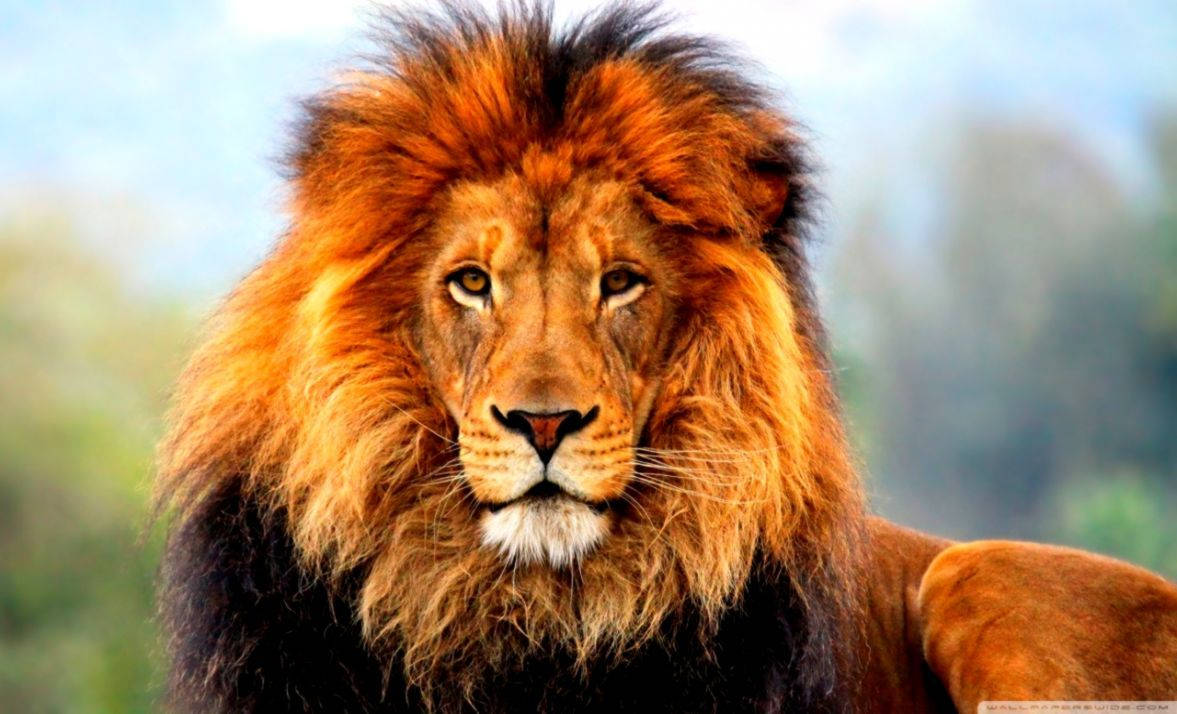 Mandhari ya Simba wa 3D ya Simba Mkuu Picha ya Ukuta
