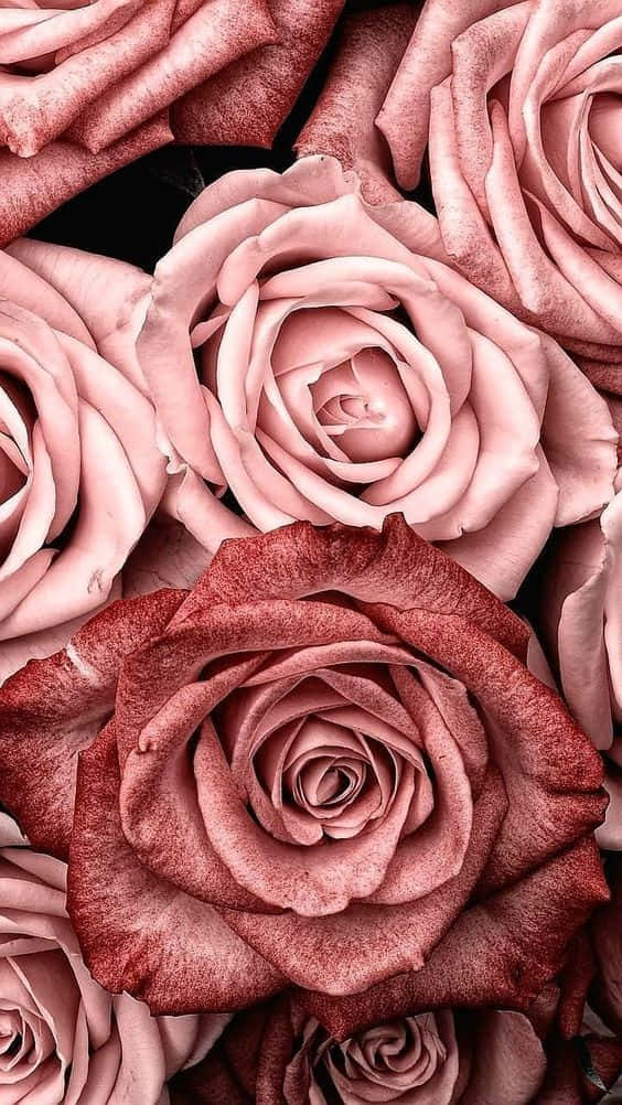 Mandhari ya Waridi wa Rangi ya Pink na Rose Gold Picha ya Ukuta
