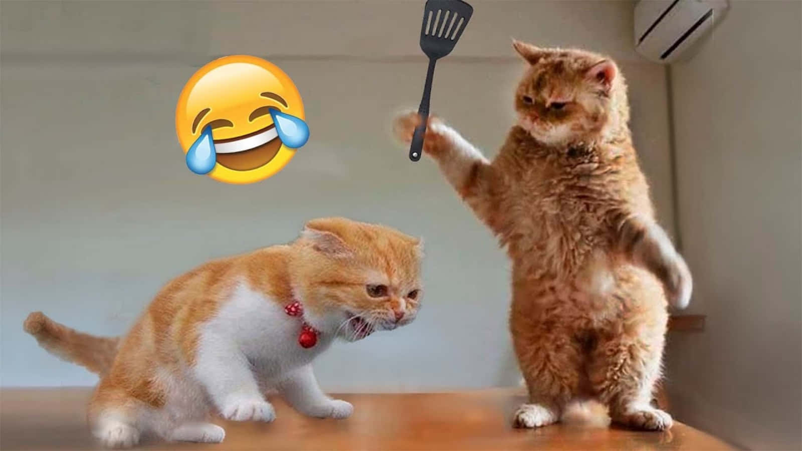 Mandhari ya Wikendi: Paka Wastarehe na Wacheshi Picha ya Ukuta