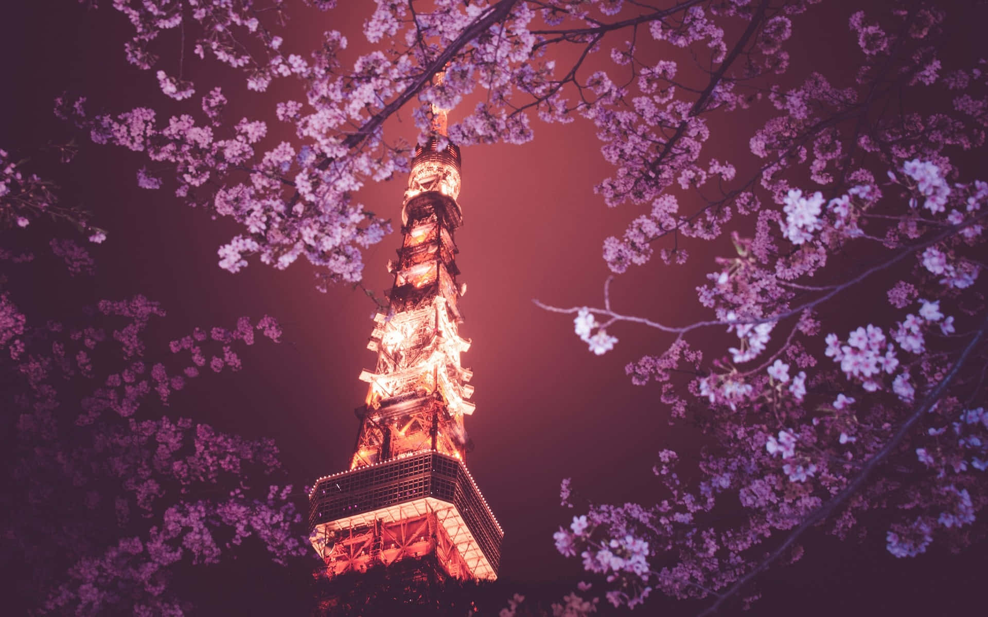 Mandhari ya Tokyo Mnara wa Tokyo Juu ya Mti wa Sakura Picha ya Ukuta