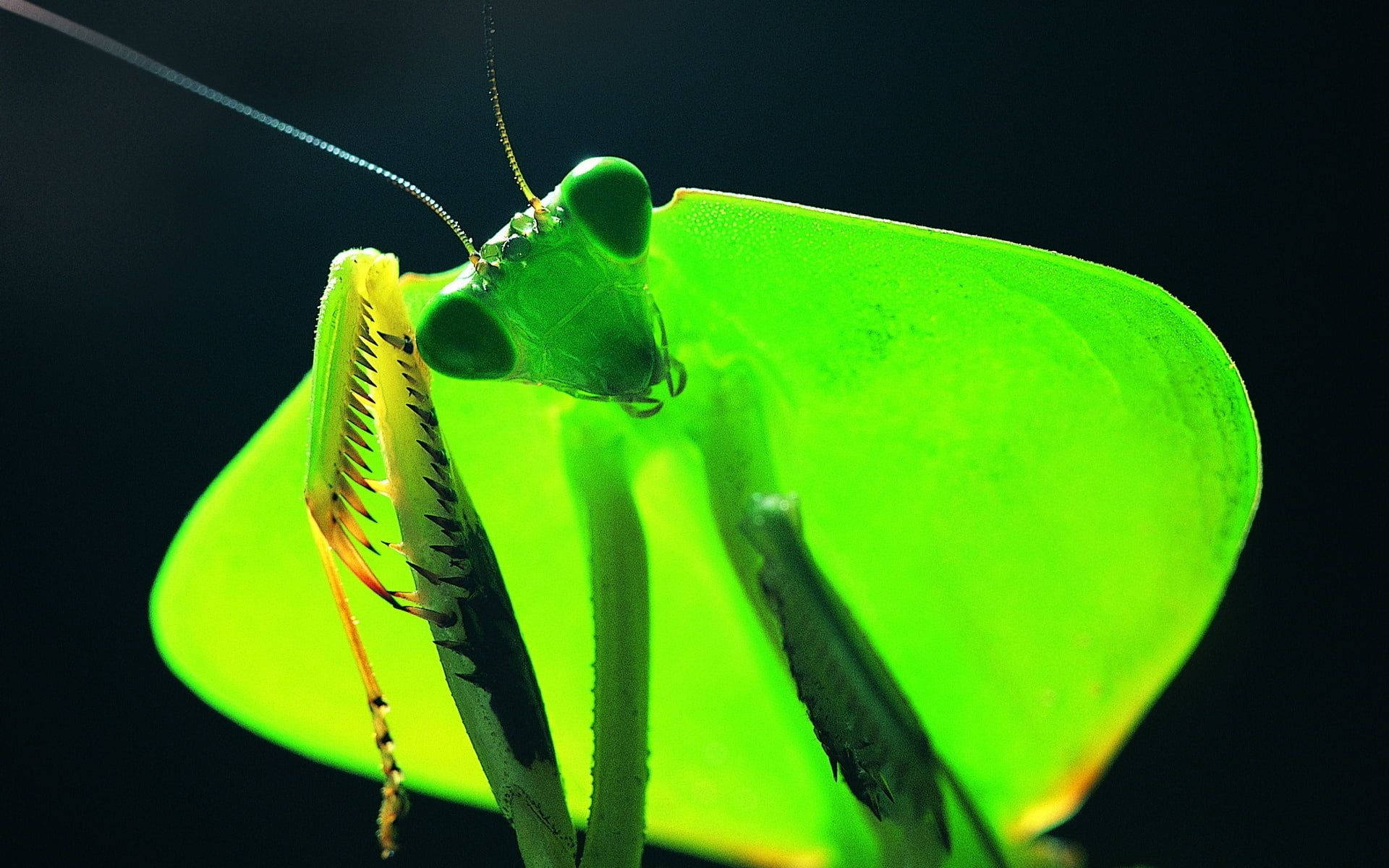 Mantis Mwili Wenye Antena Bluu Picha ya Ukuta