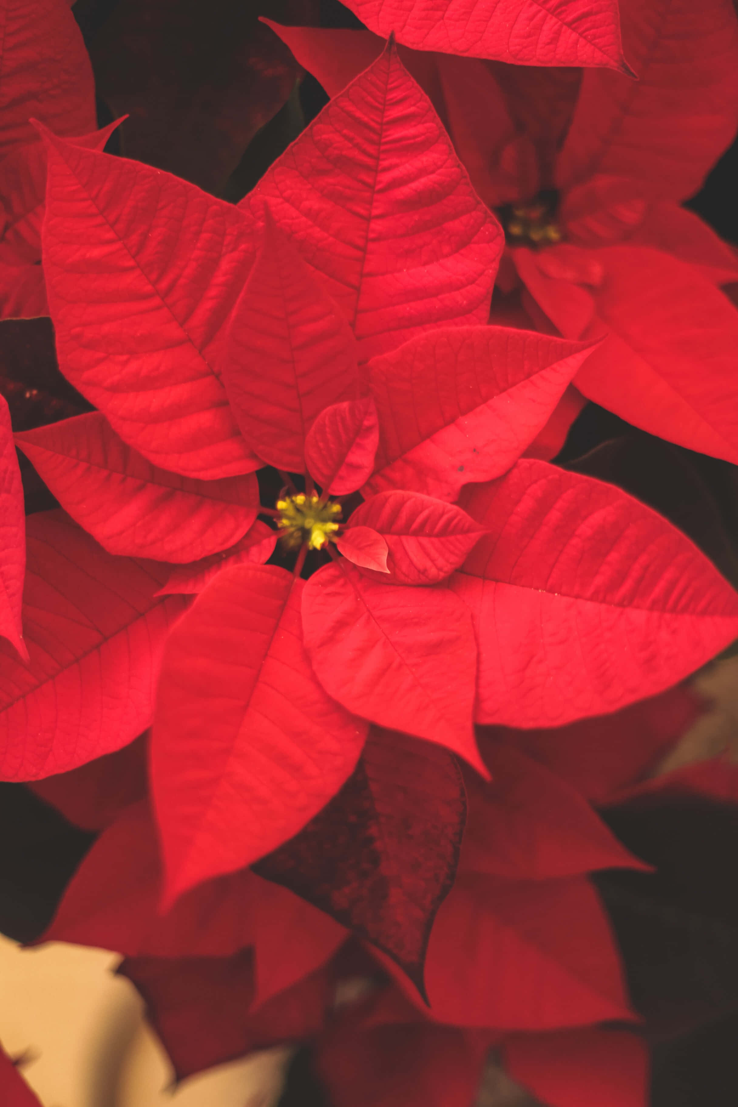 Mapambo ya Maua ya Poinsettia Nyekundu Mandhari ya Krismasi Picha ya Ukuta