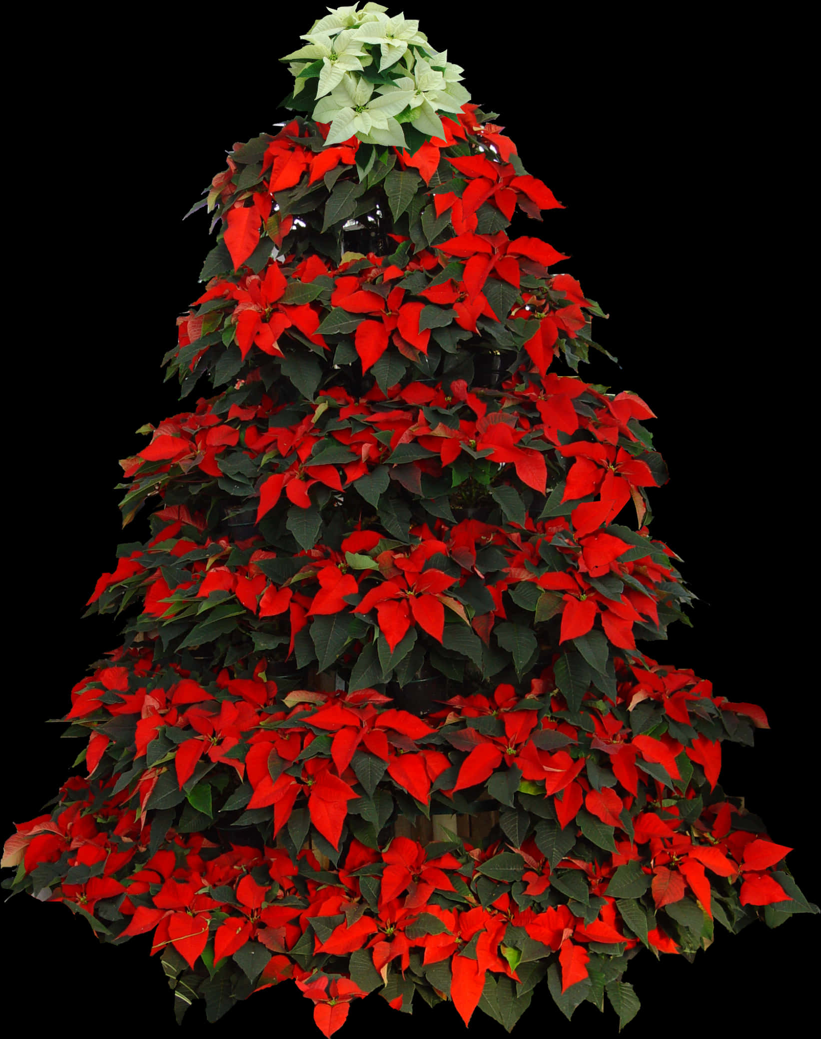 Mapambo ya Mti wa Krismasi wa Poinsettia Picha ya Ukuta