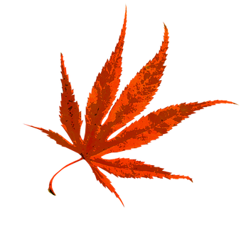 Maple ya Autumn yenye Rangi Nyororo Picha ya Ukuta