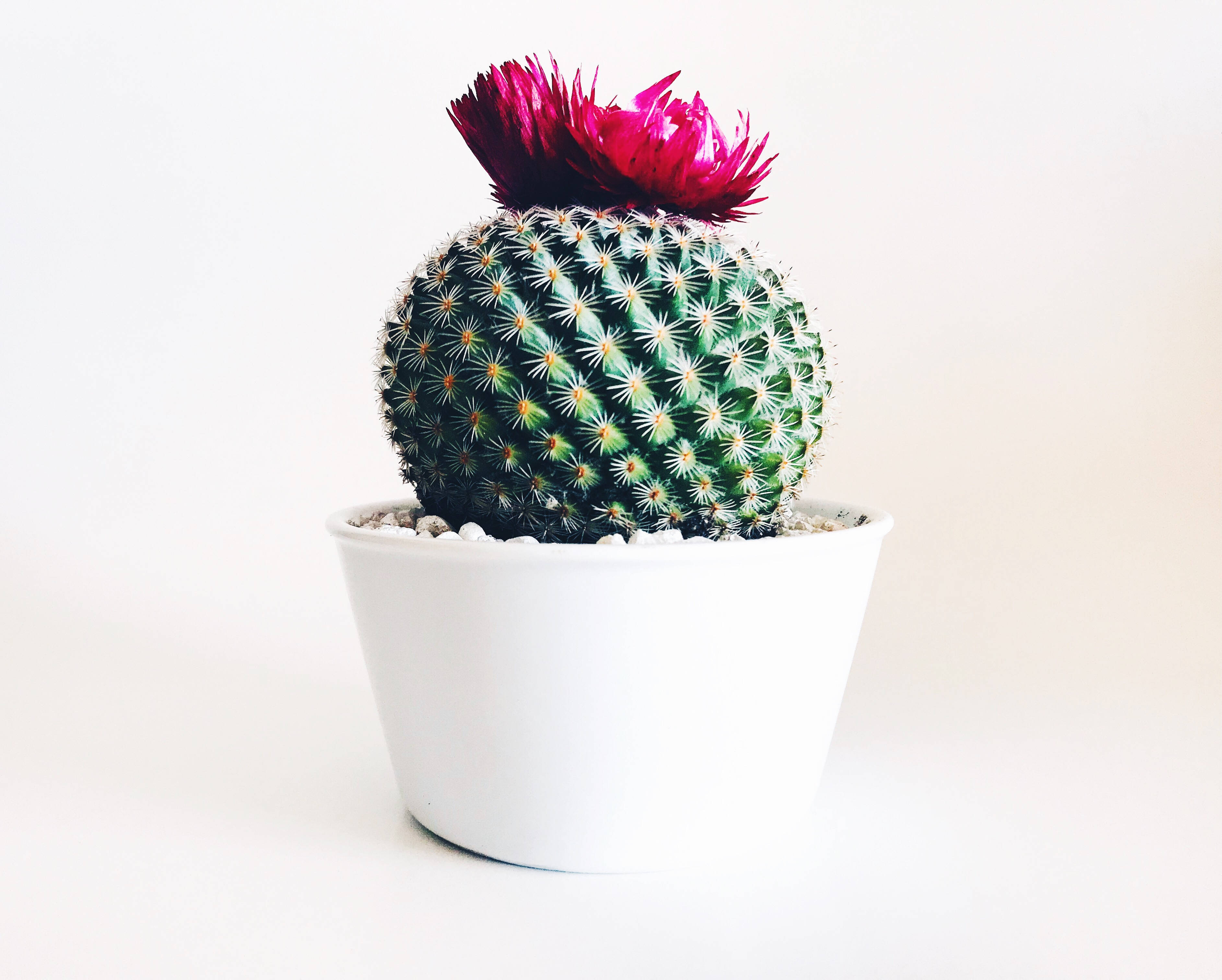 Mashariki ya Jangwa ya Kuvutia Juu ya Cactus Picha ya Ukuta