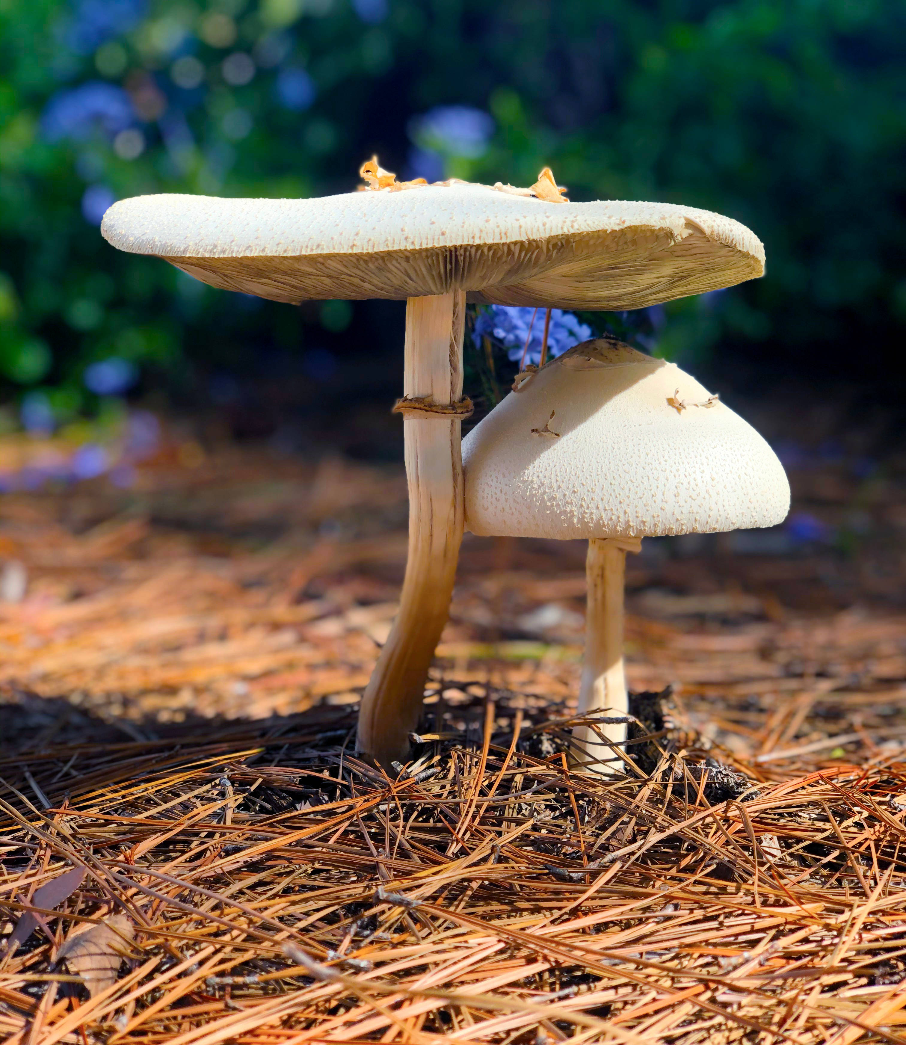 Mashroom Mbili Nyeupe Wazuri kwenye Kikavu cha Kijani Picha ya Ukuta