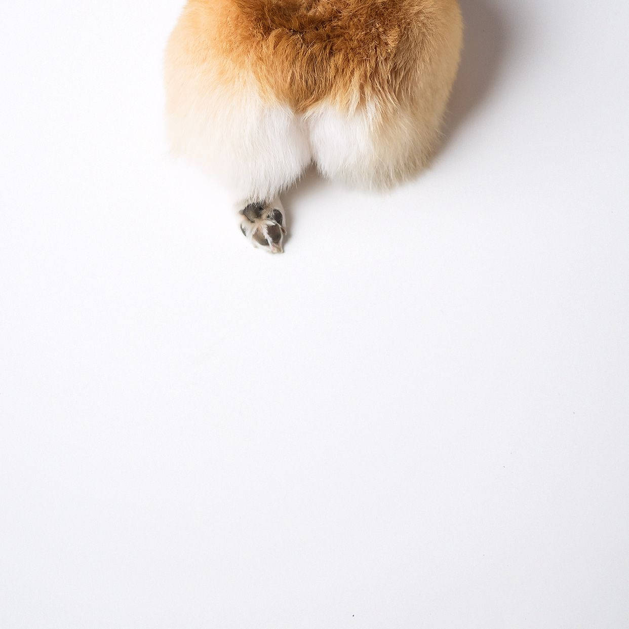 Matako ya Corgi Picha ya Ukuta