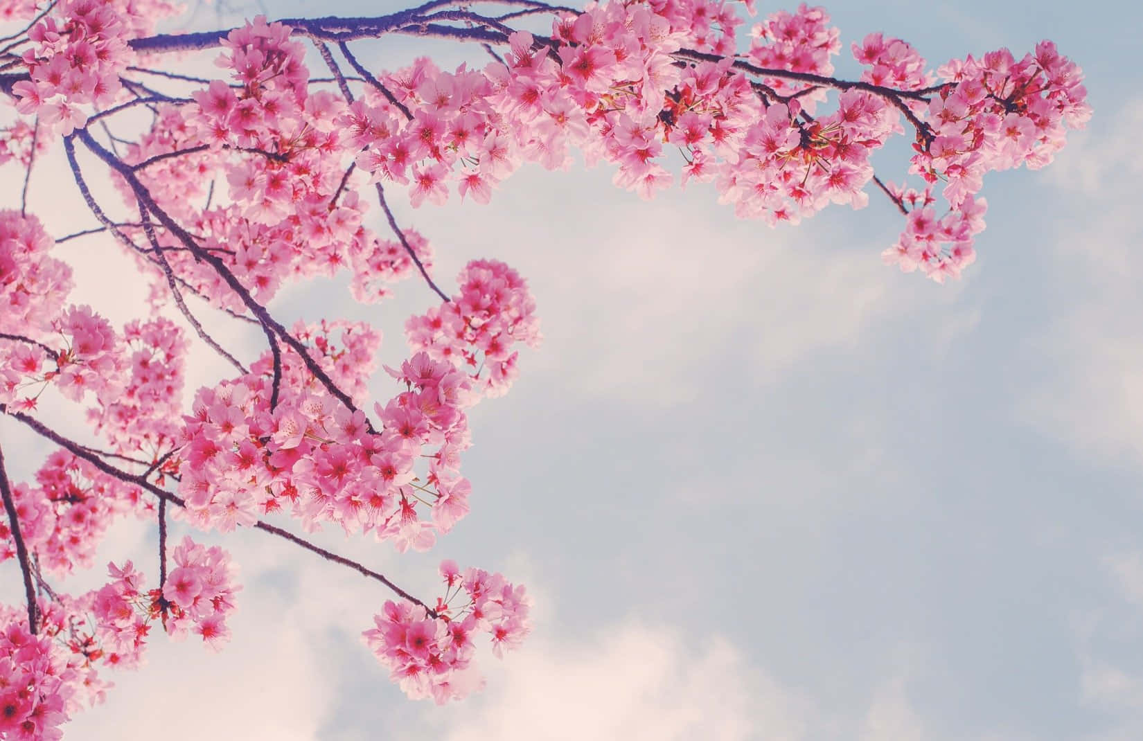 Matawi ya Sakura ya Waridi Katika Majira ya Machipuko Picha ya Ukuta